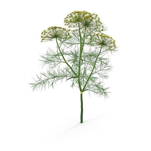 Dill Plant 3D model 5