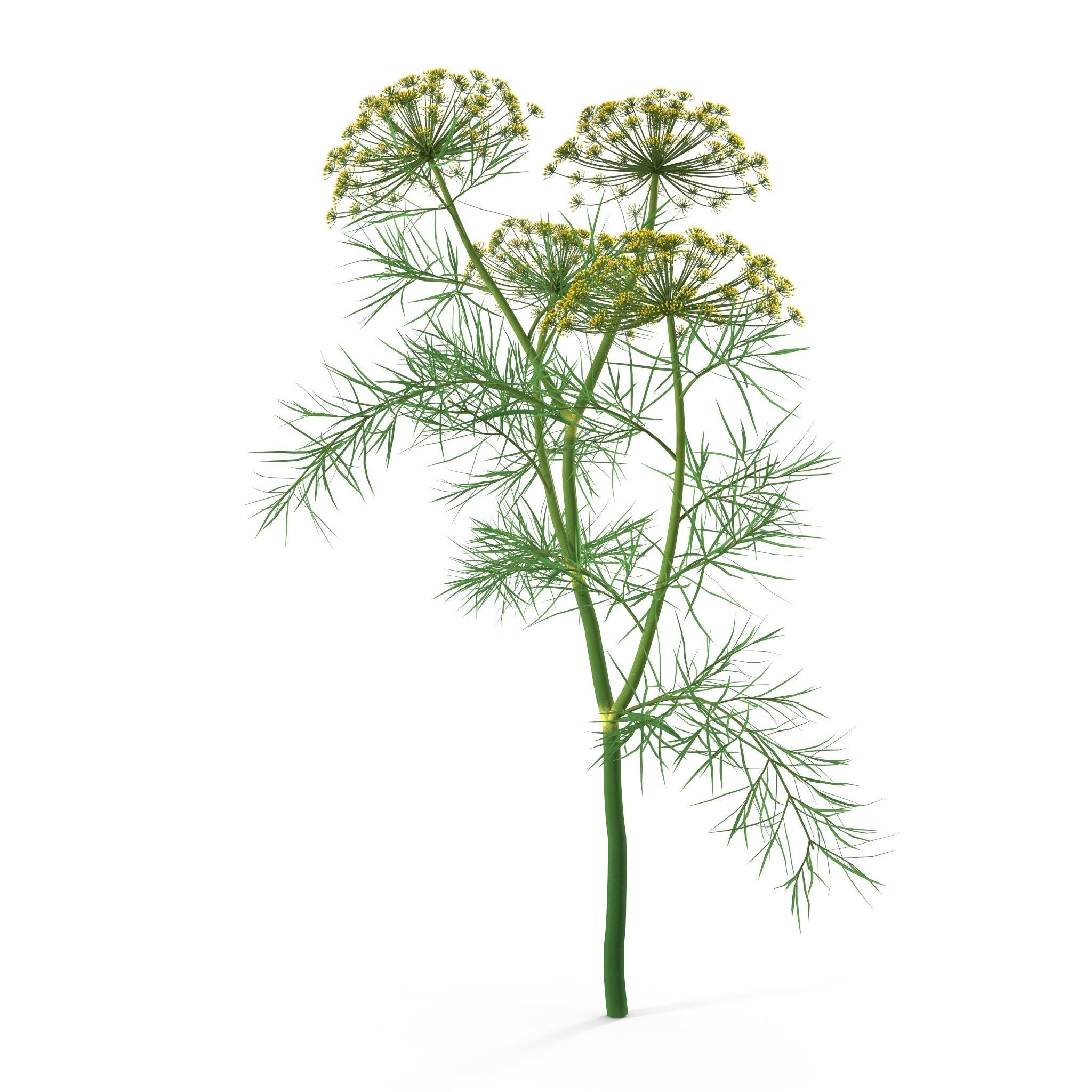 Dill Plant 3D model_9