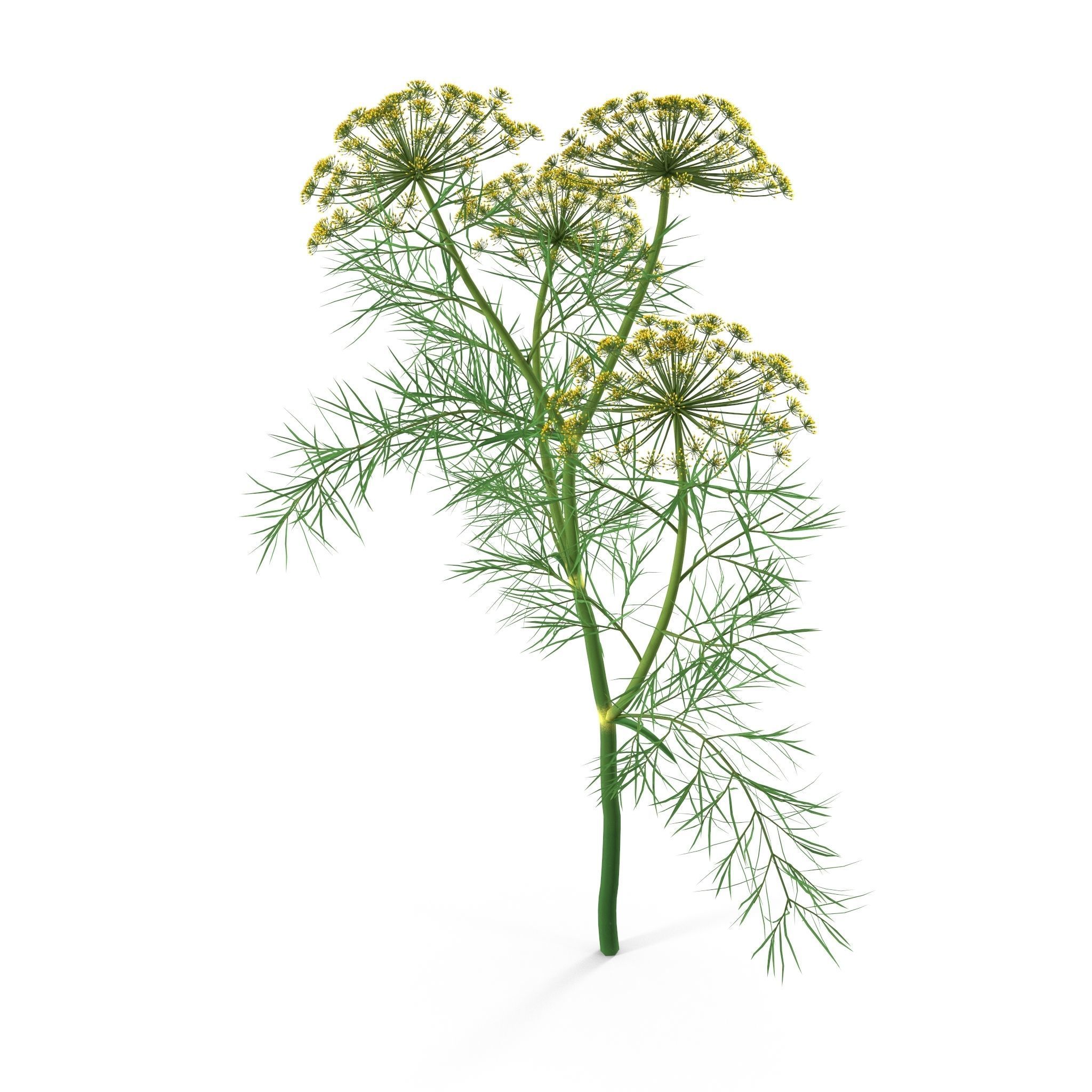 Dill Plant 3D model_6