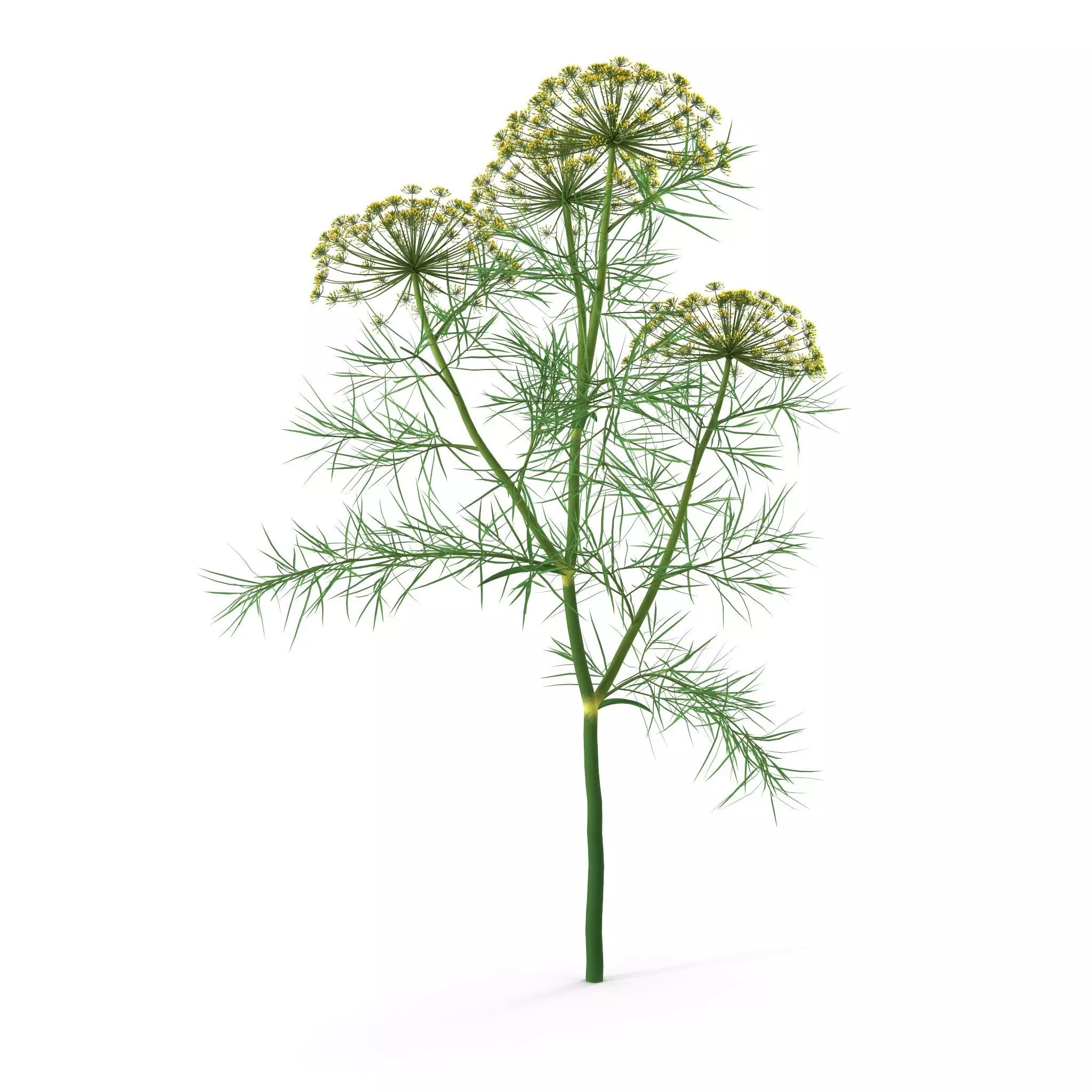 Dill Plant 3D model_0