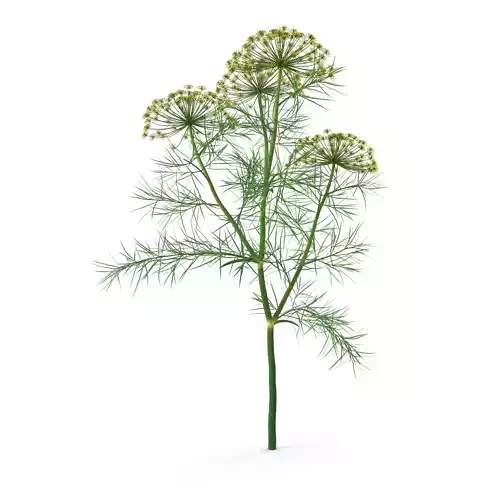 Dill Plant