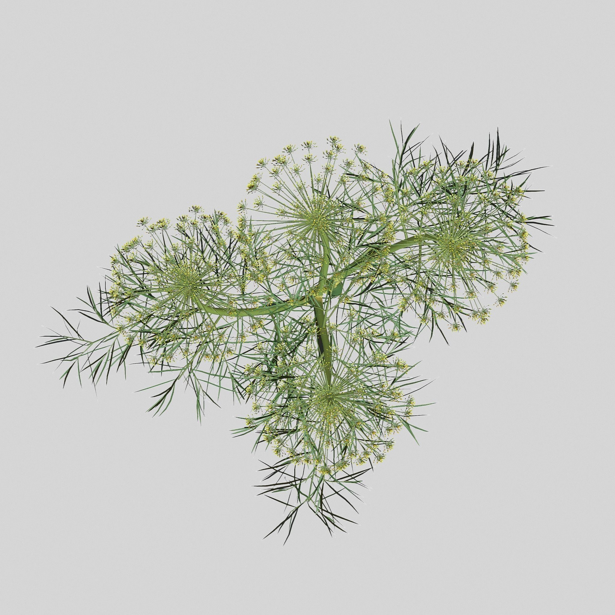 Dill Plant 3D model_3