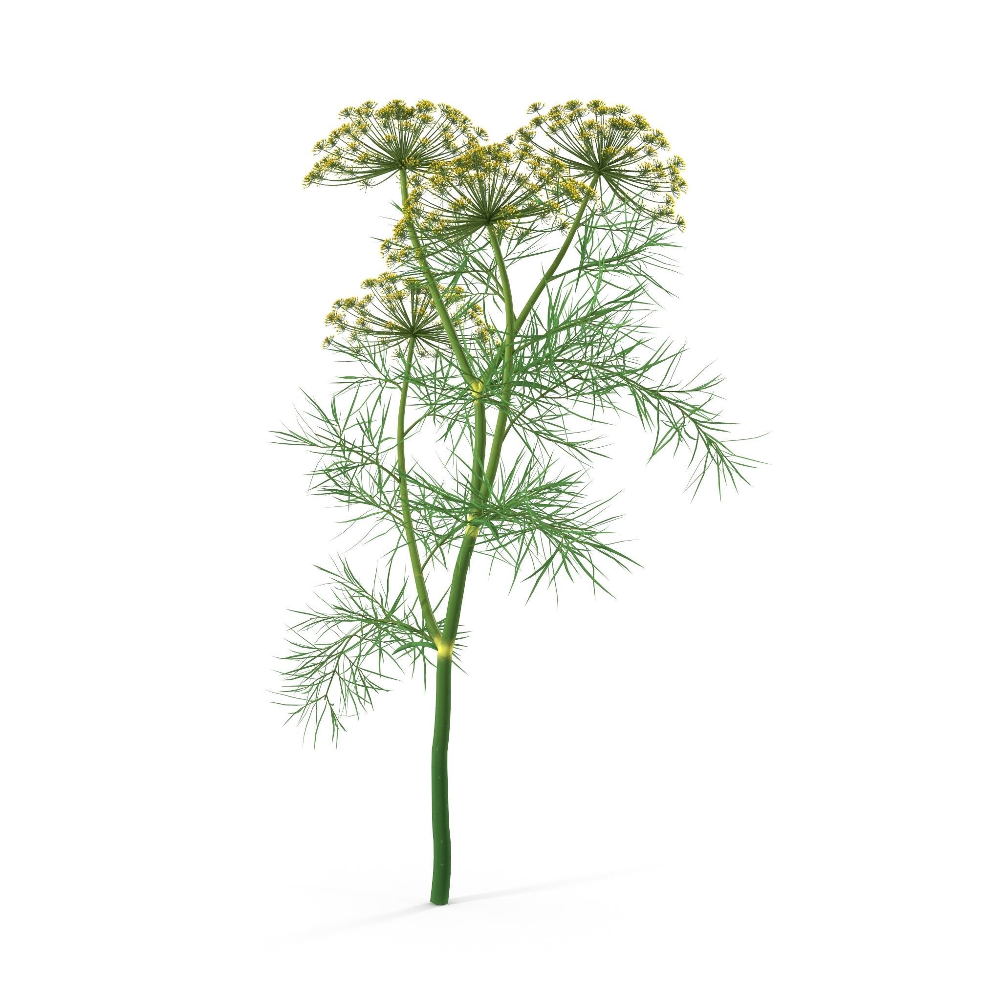 Dill Plant 3D model_11