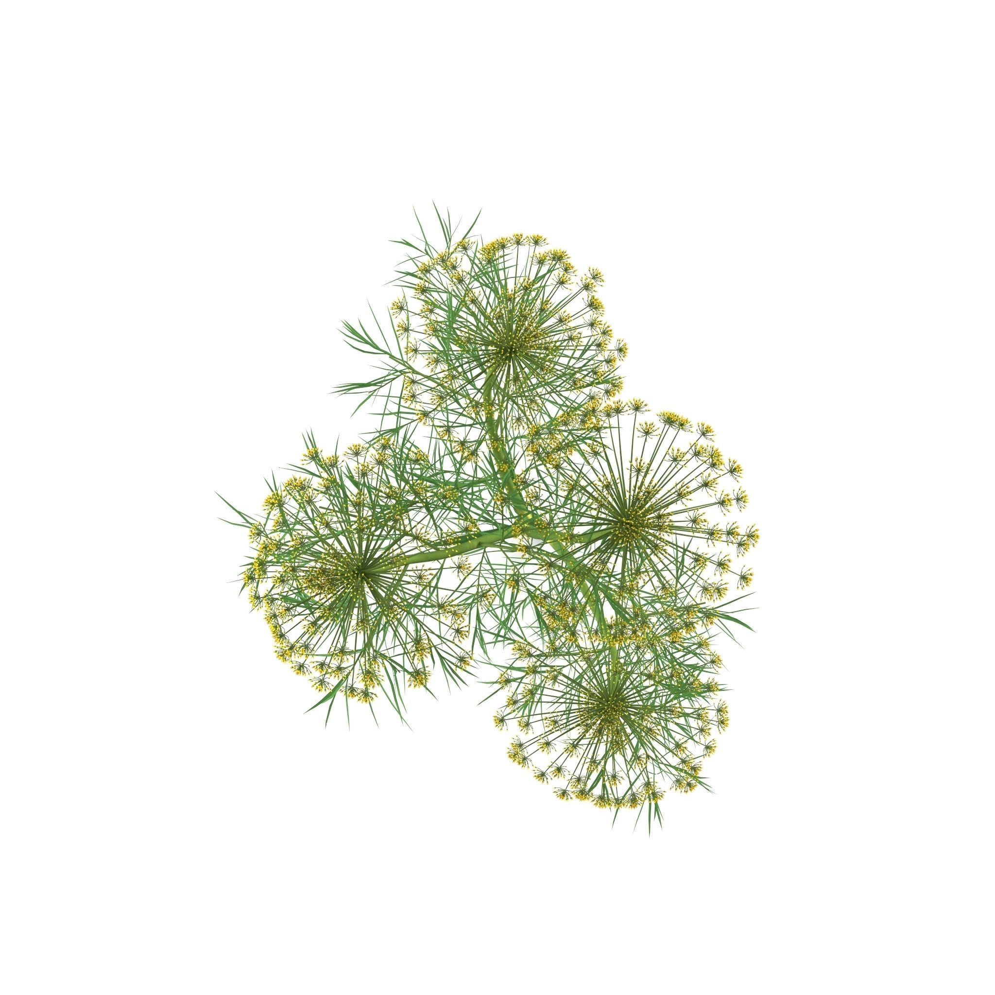 Dill Plant 3D model_5