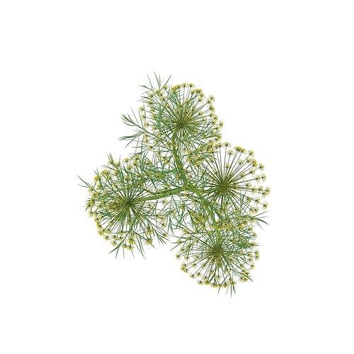 Dill Plant 3D model 6