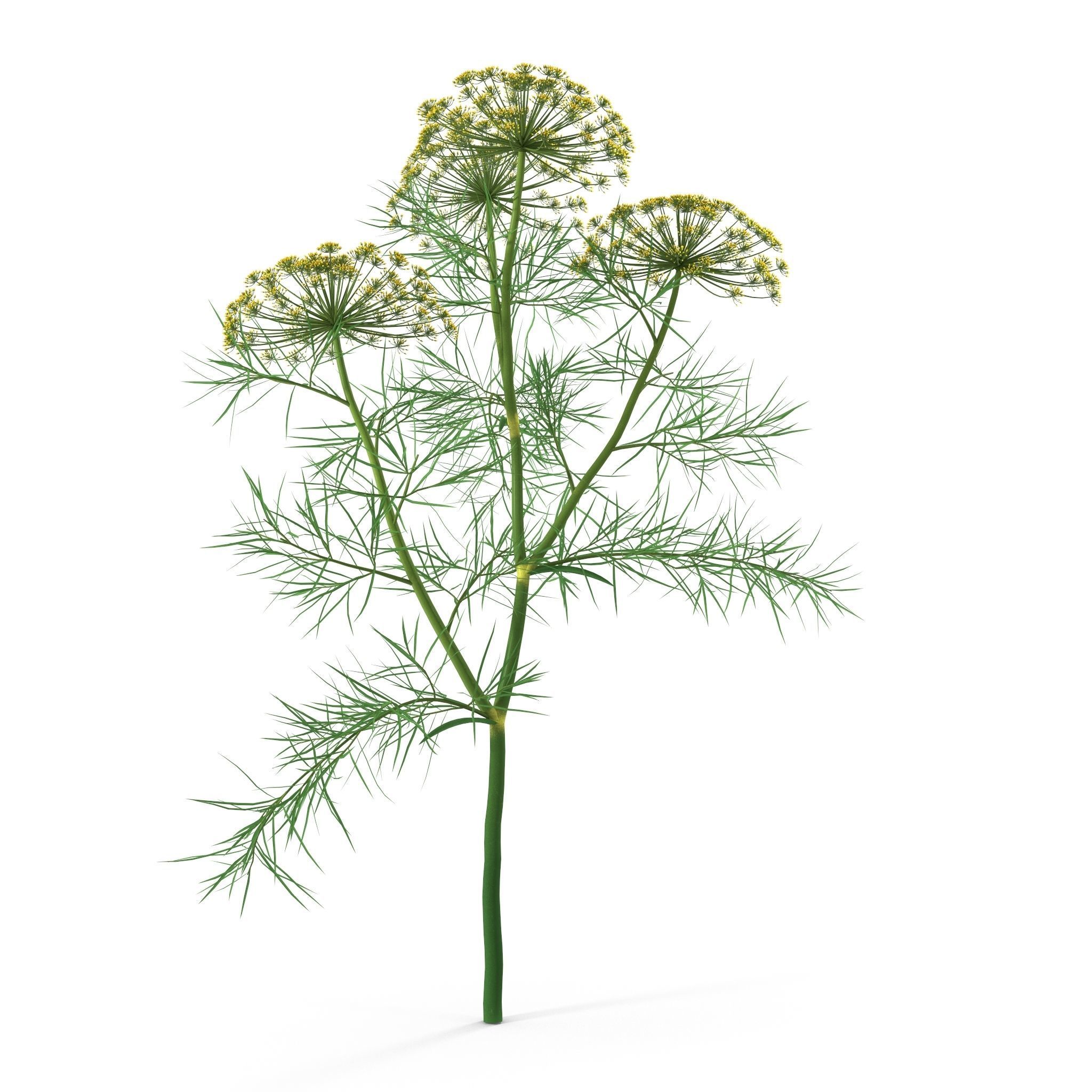 Dill Plant 3D model_10