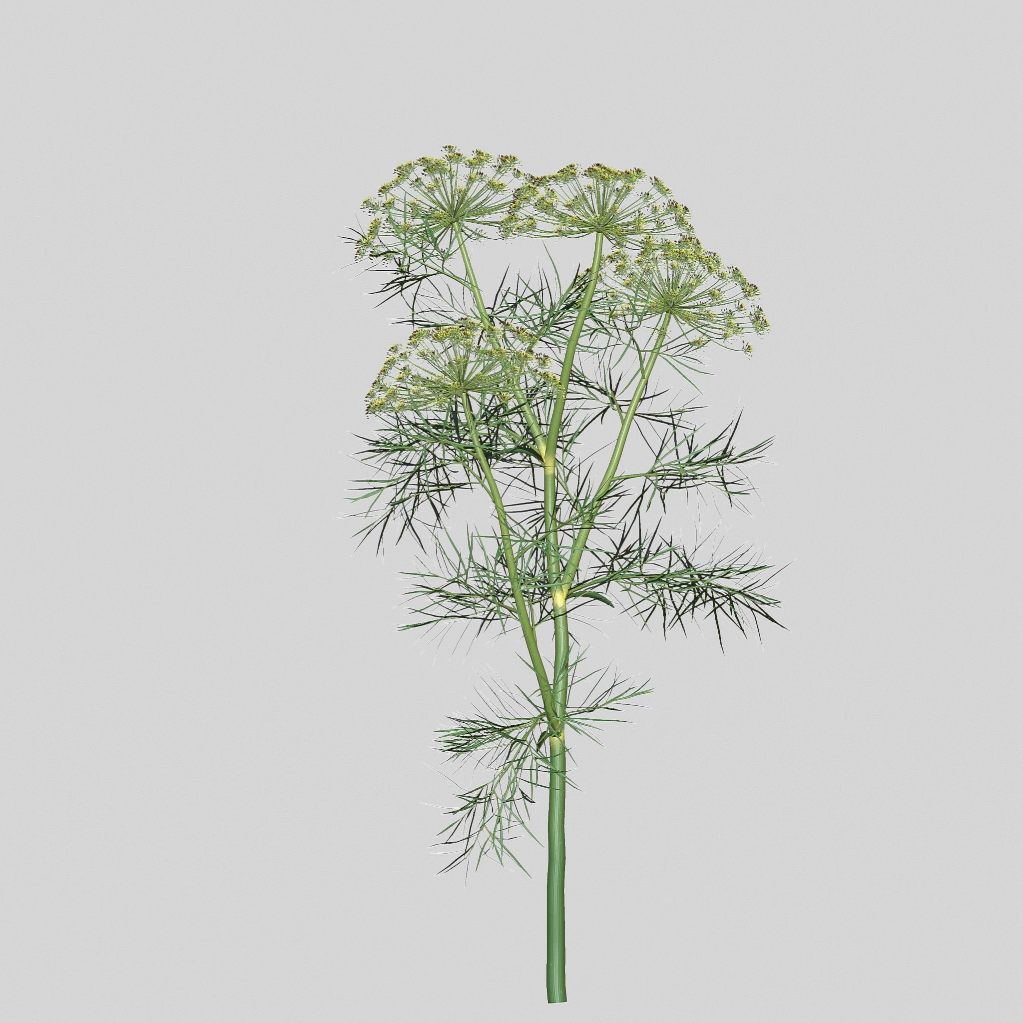 Dill Plant 3D model_1
