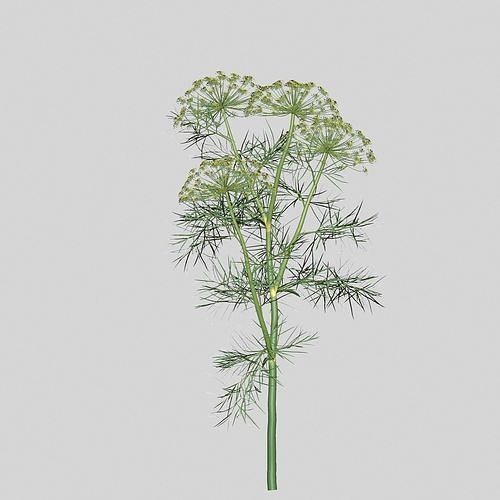 Dill Plant 3D model 2