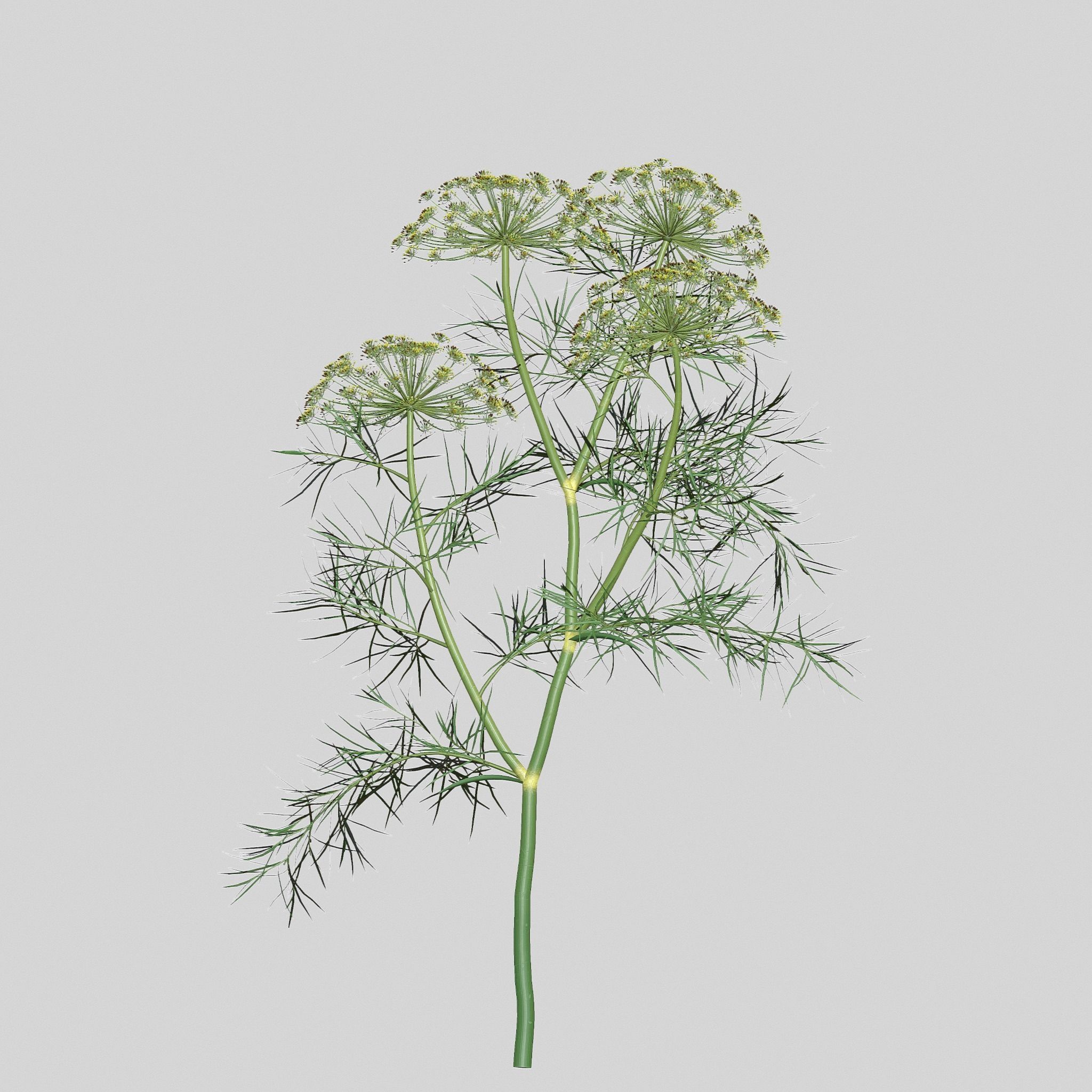 Dill Plant 3D model_7