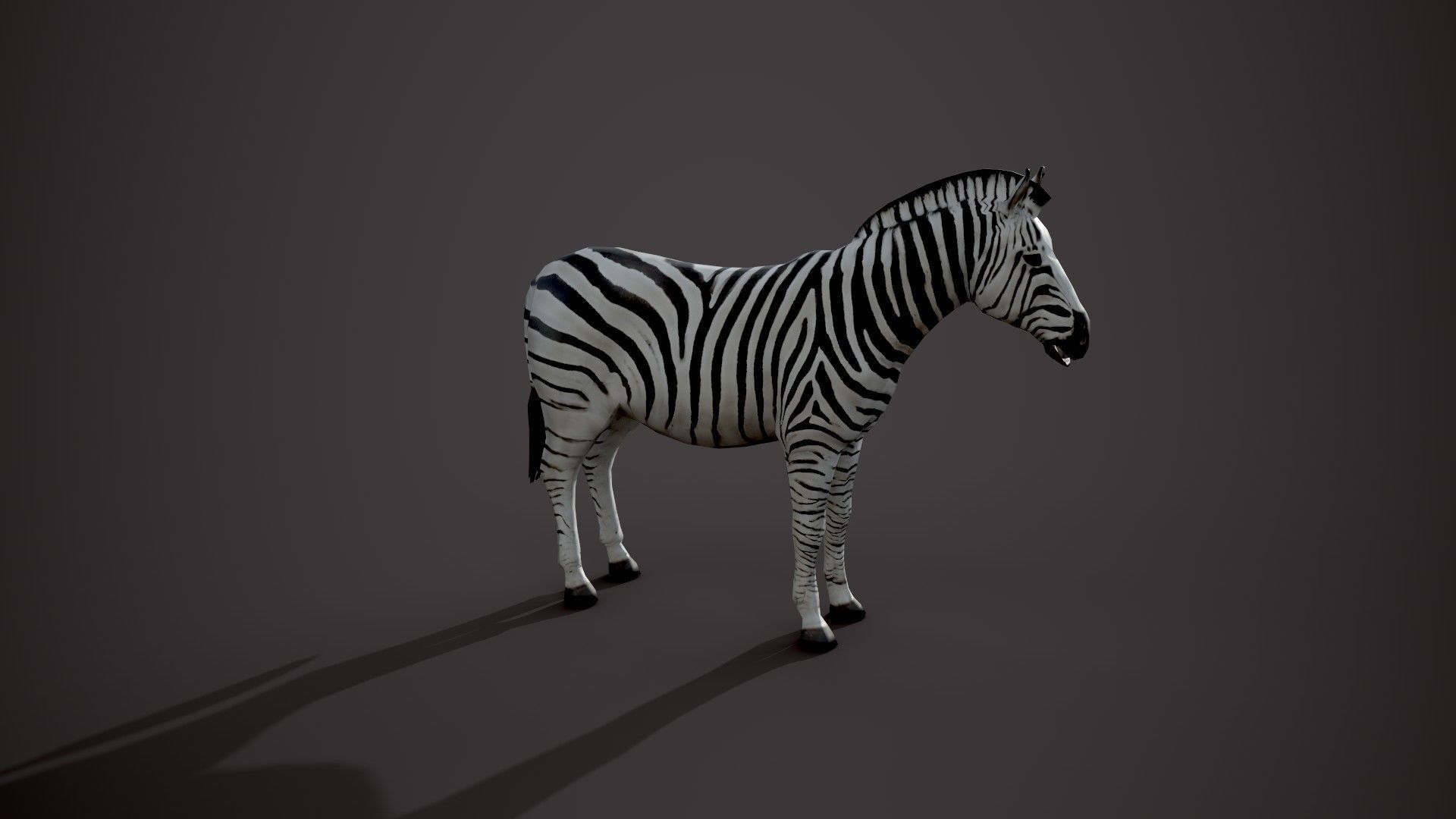 Animal Zebra 3D model_4