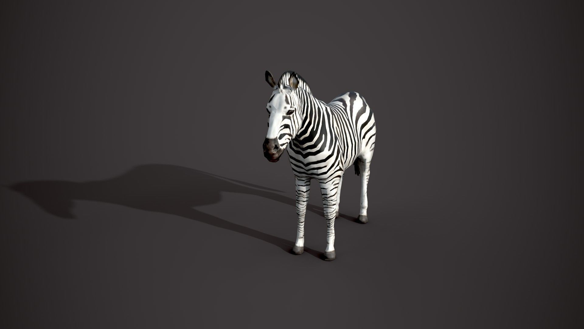 Animal Zebra 3D model_11