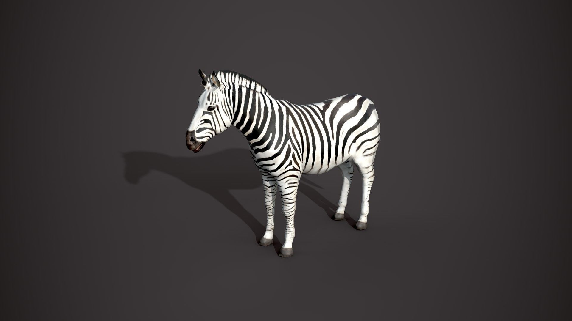 Animal Zebra 3D model_18