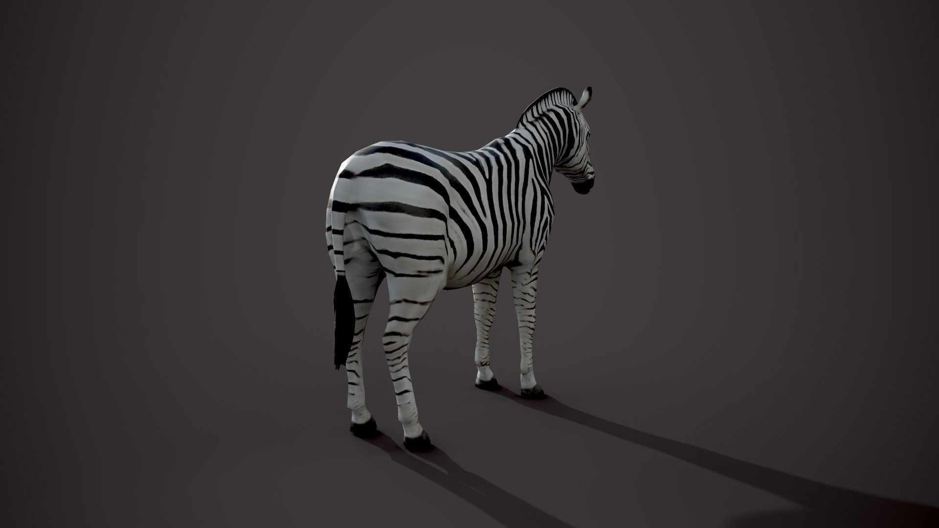 Animal Zebra 3D model_17