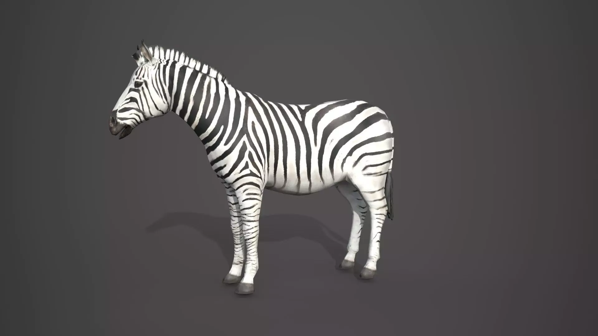 Animal Zebra 3D model_0
