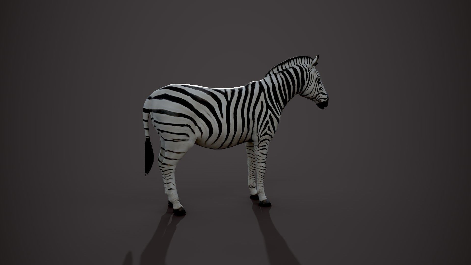 Animal Zebra 3D model_9
