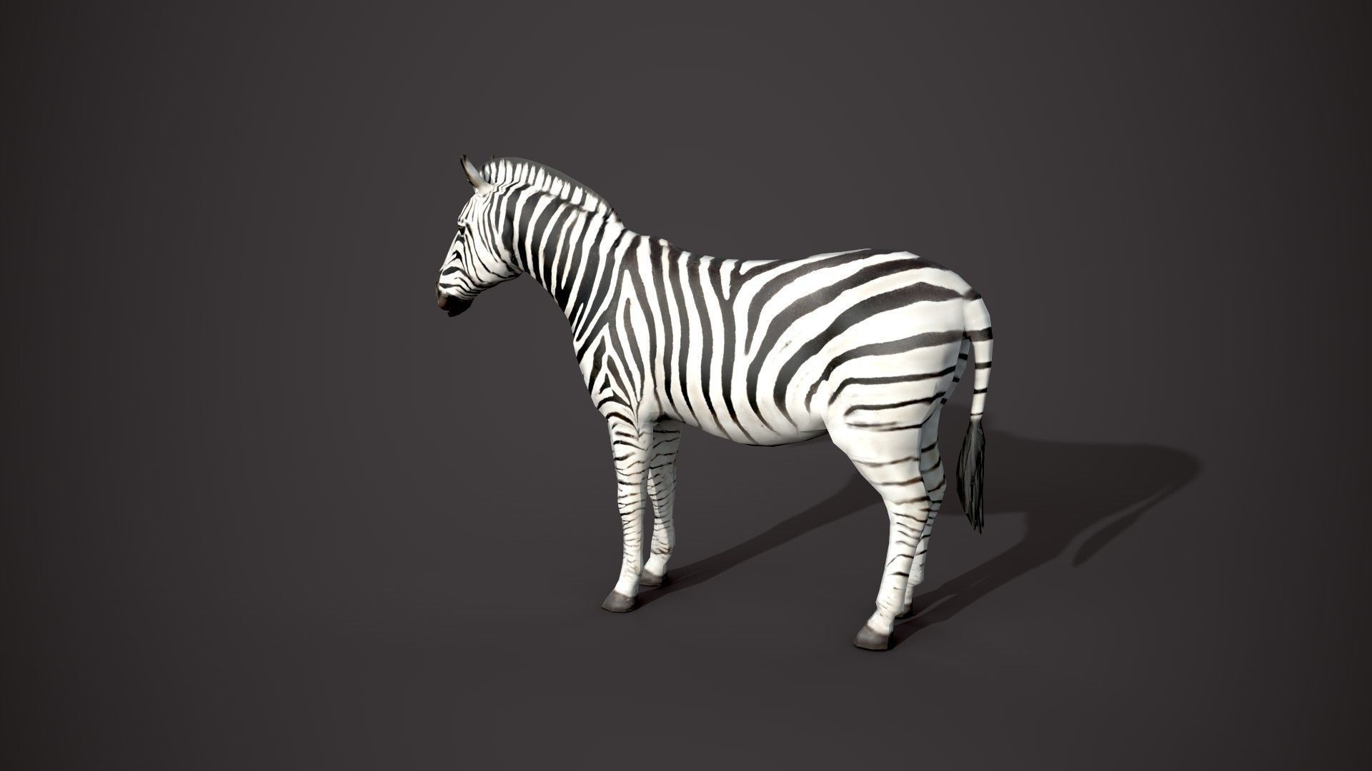 Animal Zebra 3D model_12