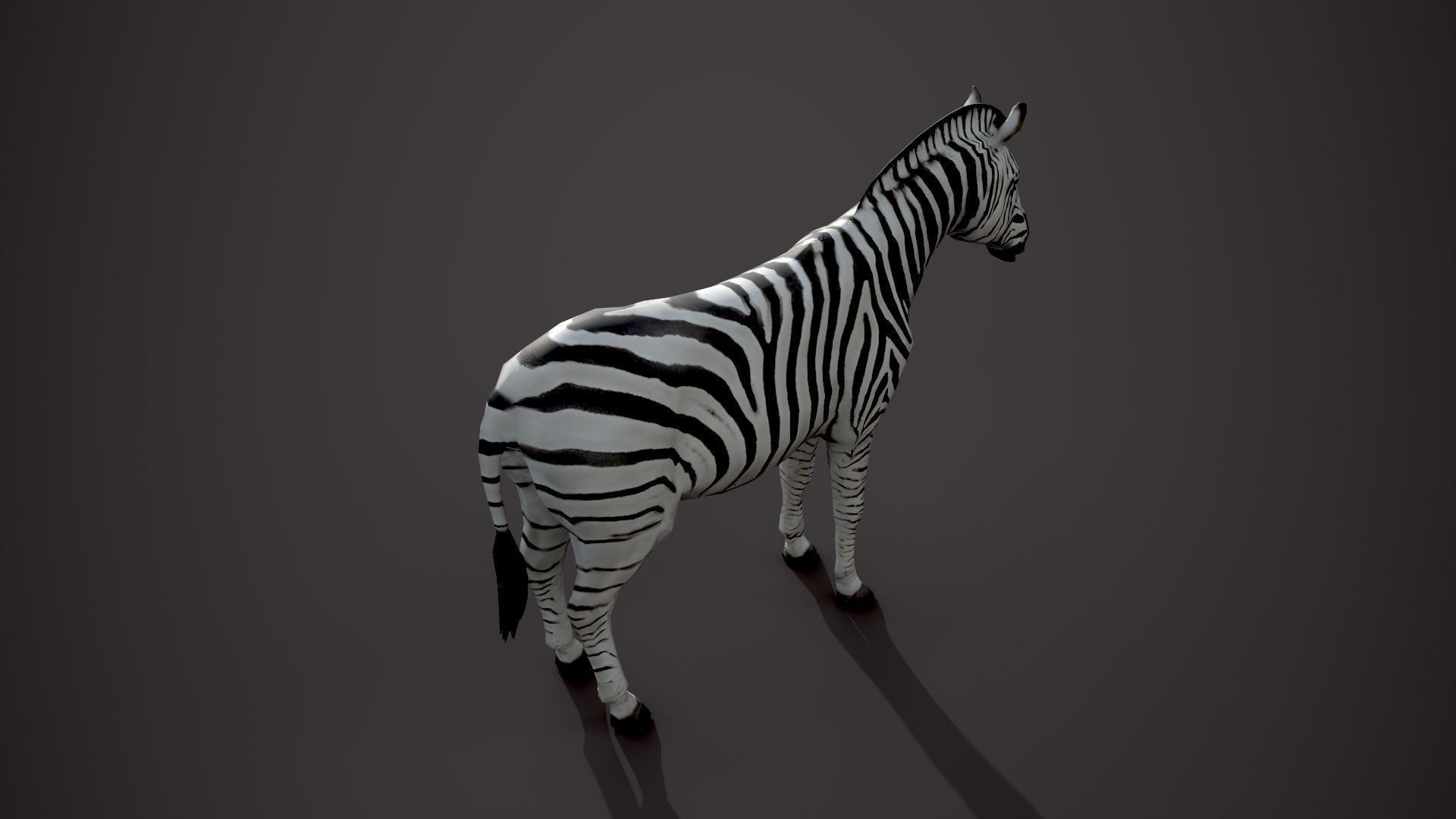 Animal Zebra 3D model_13
