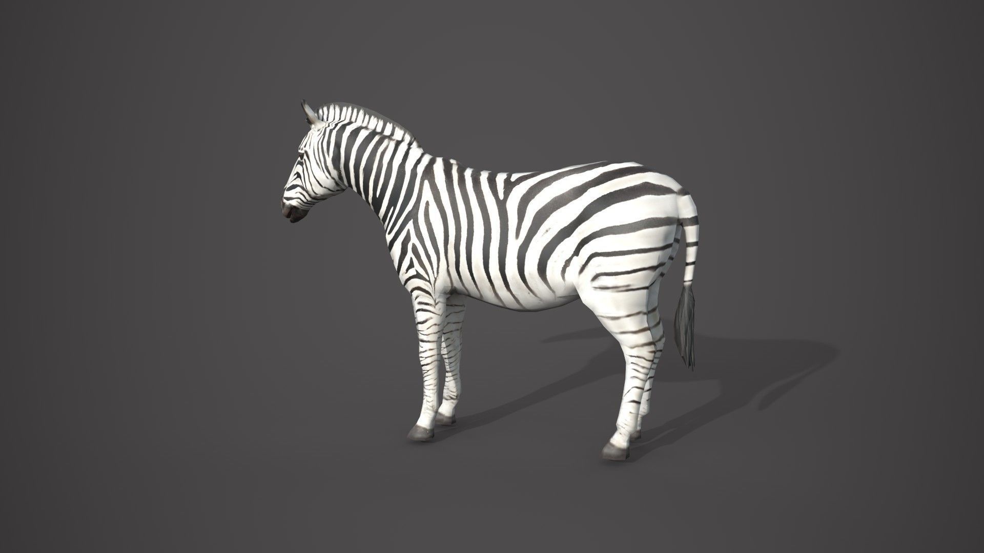 Animal Zebra 3D model_3