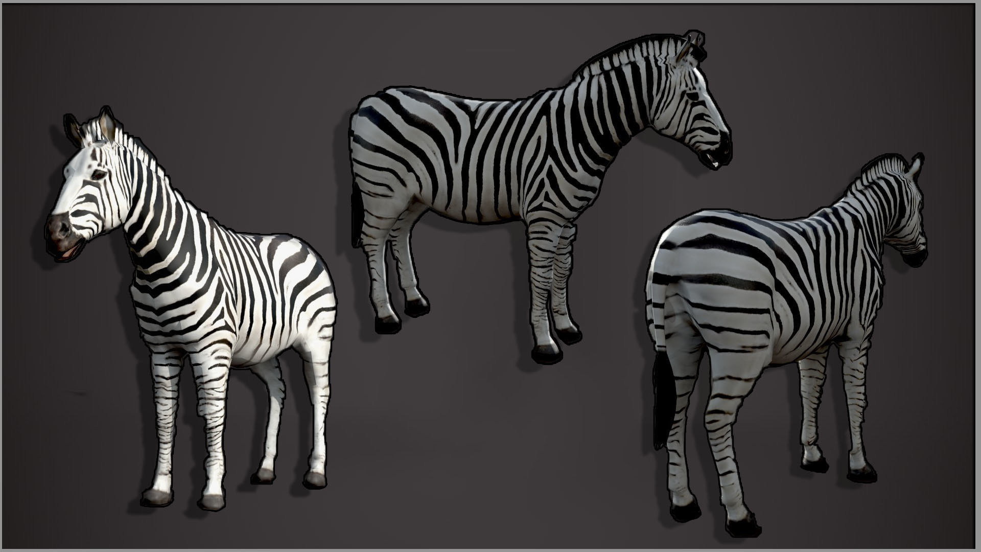 Animal Zebra 3D model_5