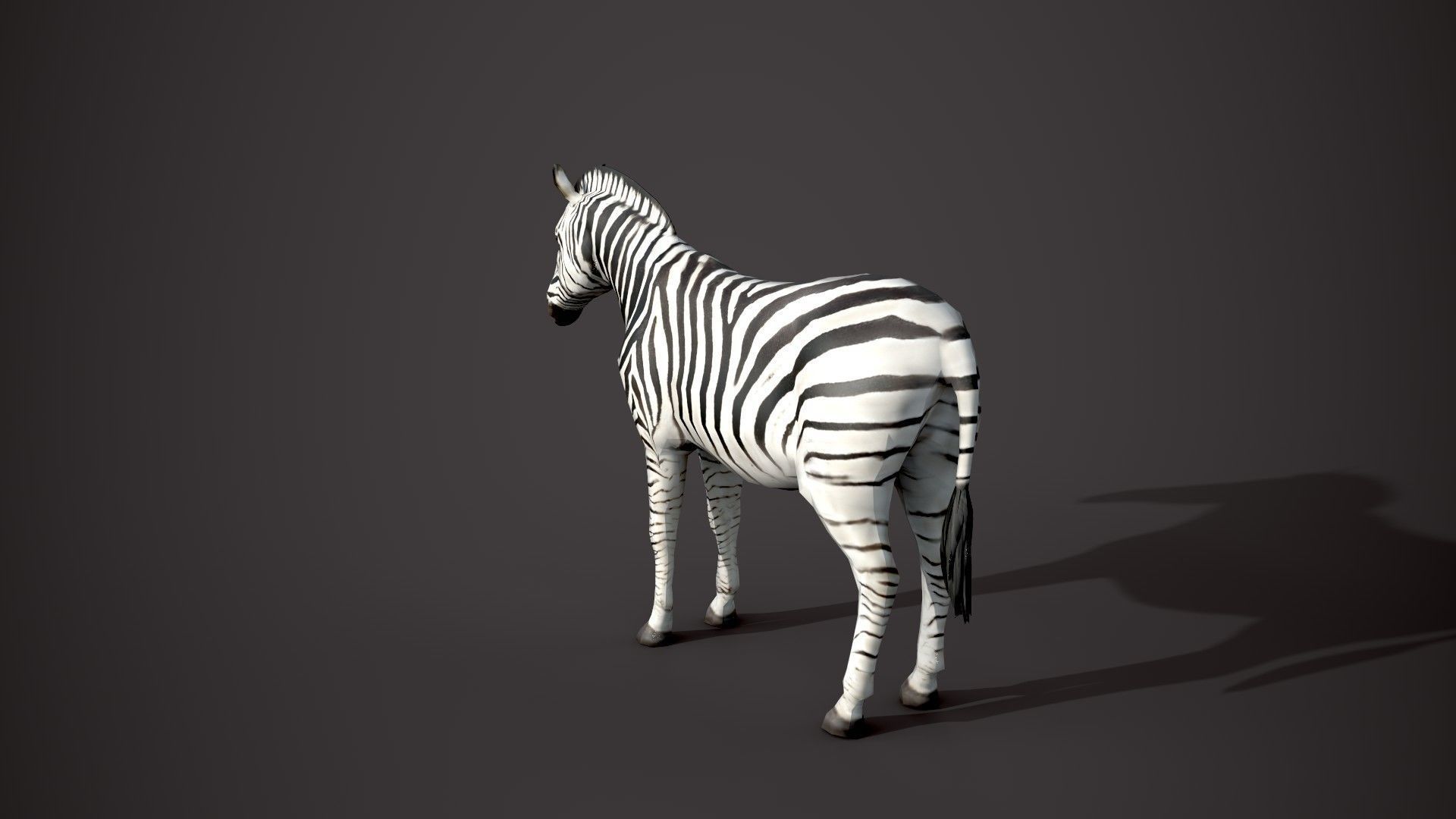 Animal Zebra 3D model_15