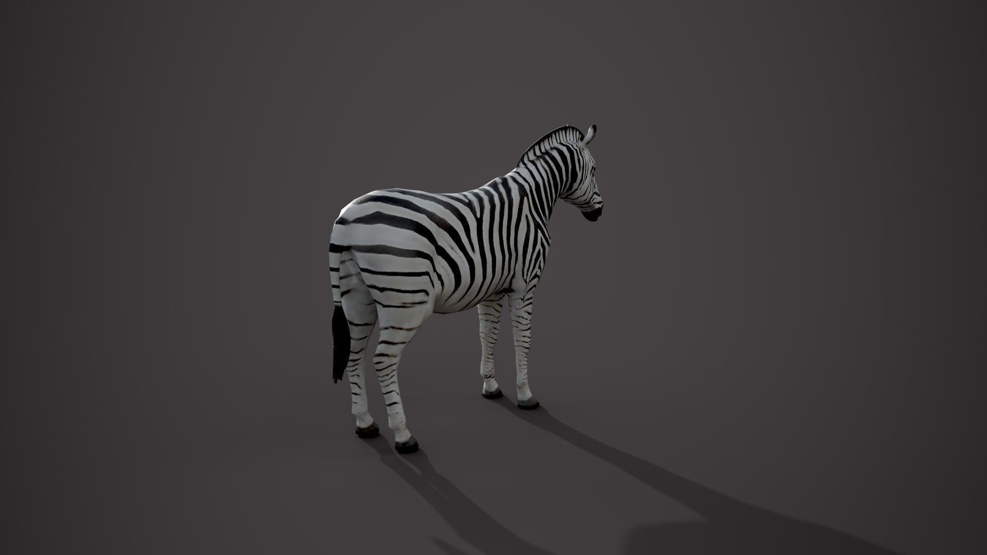 Animal Zebra 3D model_7