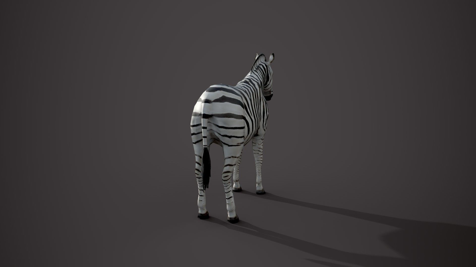 Animal Zebra 3D model_10
