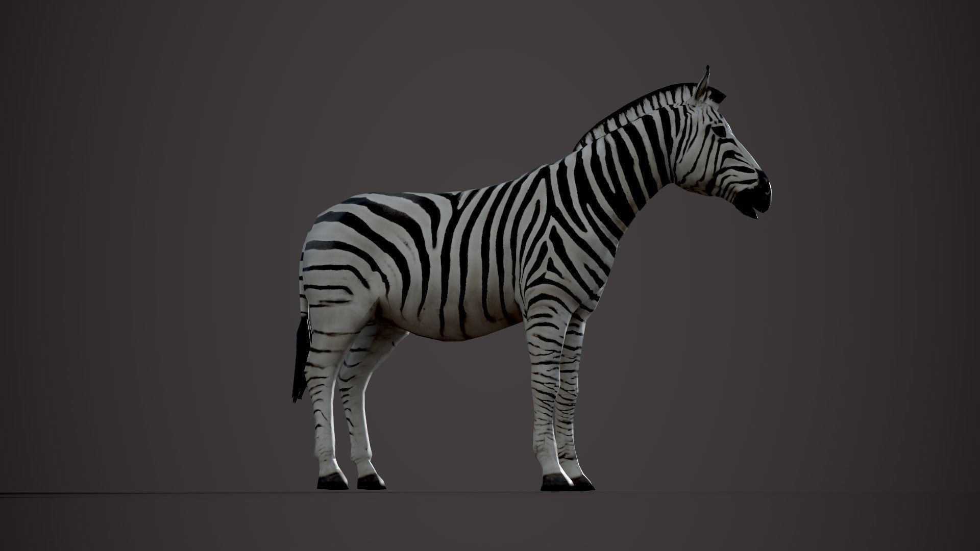 Animal Zebra 3D model_20