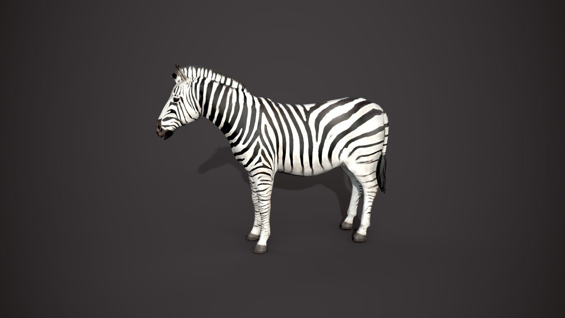 Animal Zebra 3D model_19