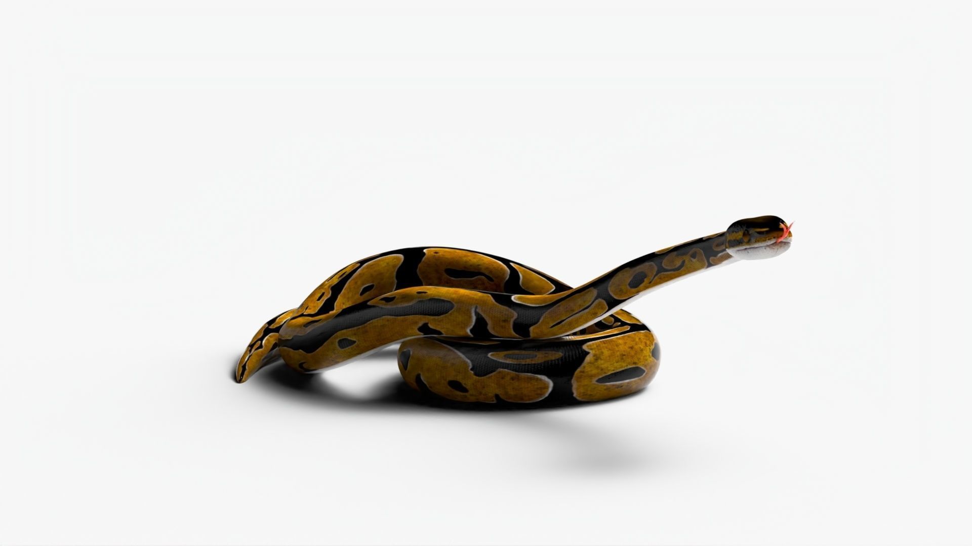 3D model Realistic Python Snake for Maya VR / AR / low-poly | CGTrader