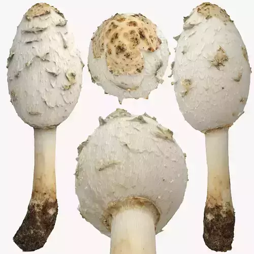 Macrolepiota Procera or Parasol Mushroom Low-poly 3D model
