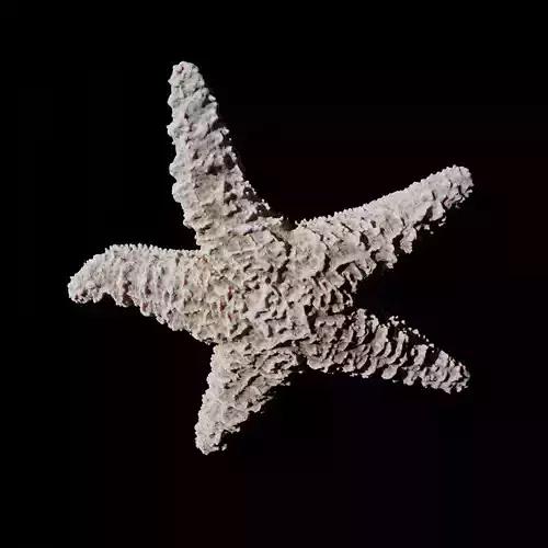 Starfish Low-poly 3D model