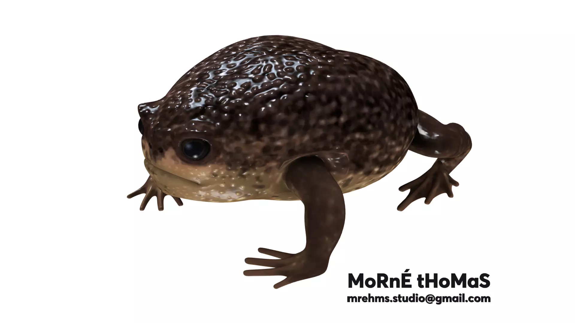 Cape Rain Frog Free 3D model_0