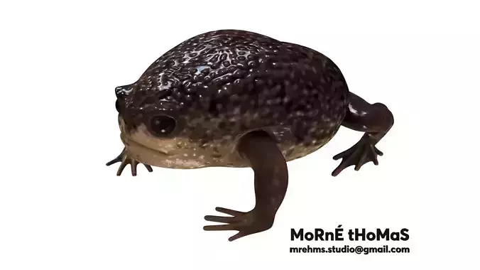 Cape Rain Frog