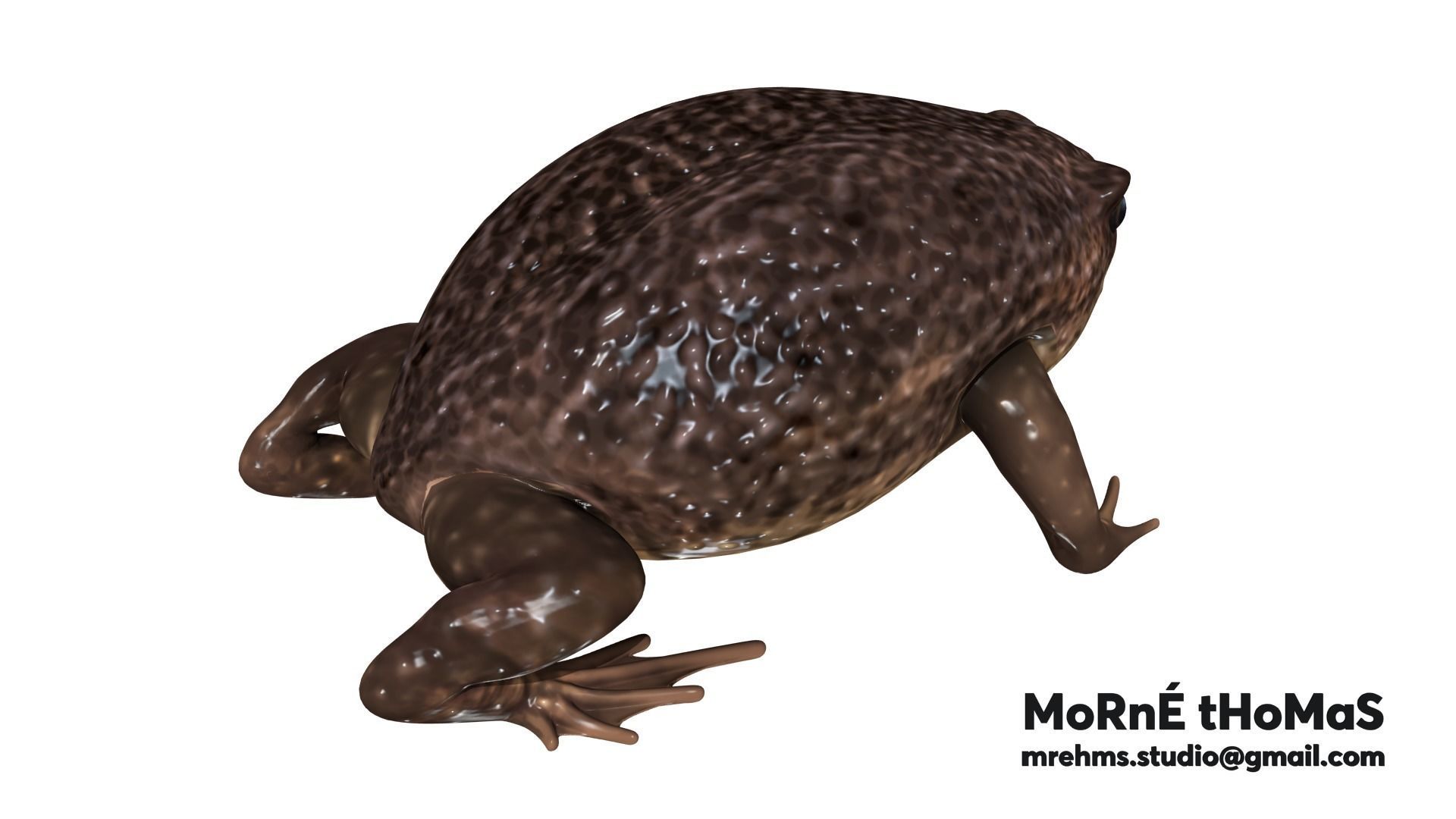 Cape Rain Frog Free 3D model_7