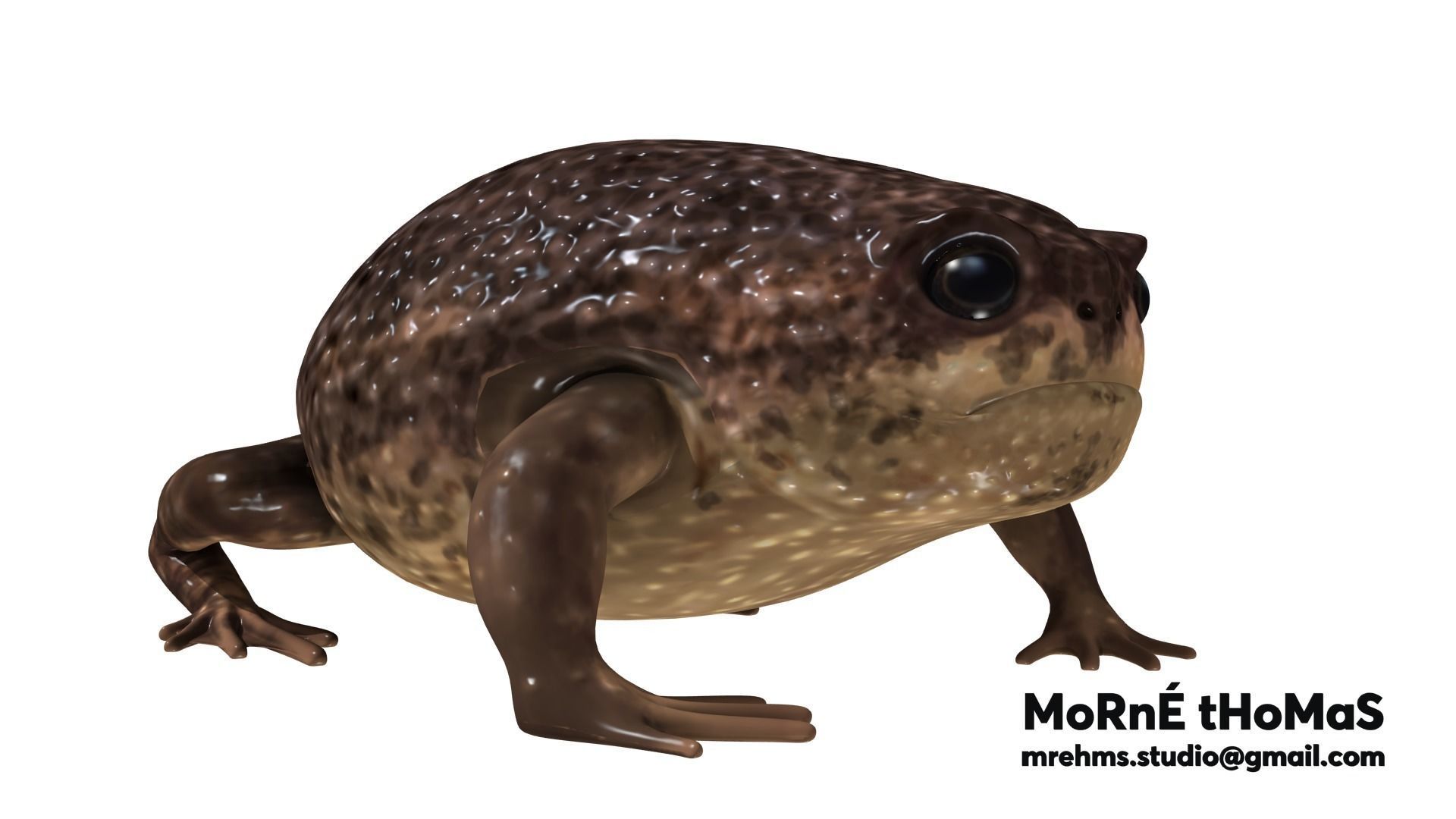 Cape Rain Frog Free 3D model_5