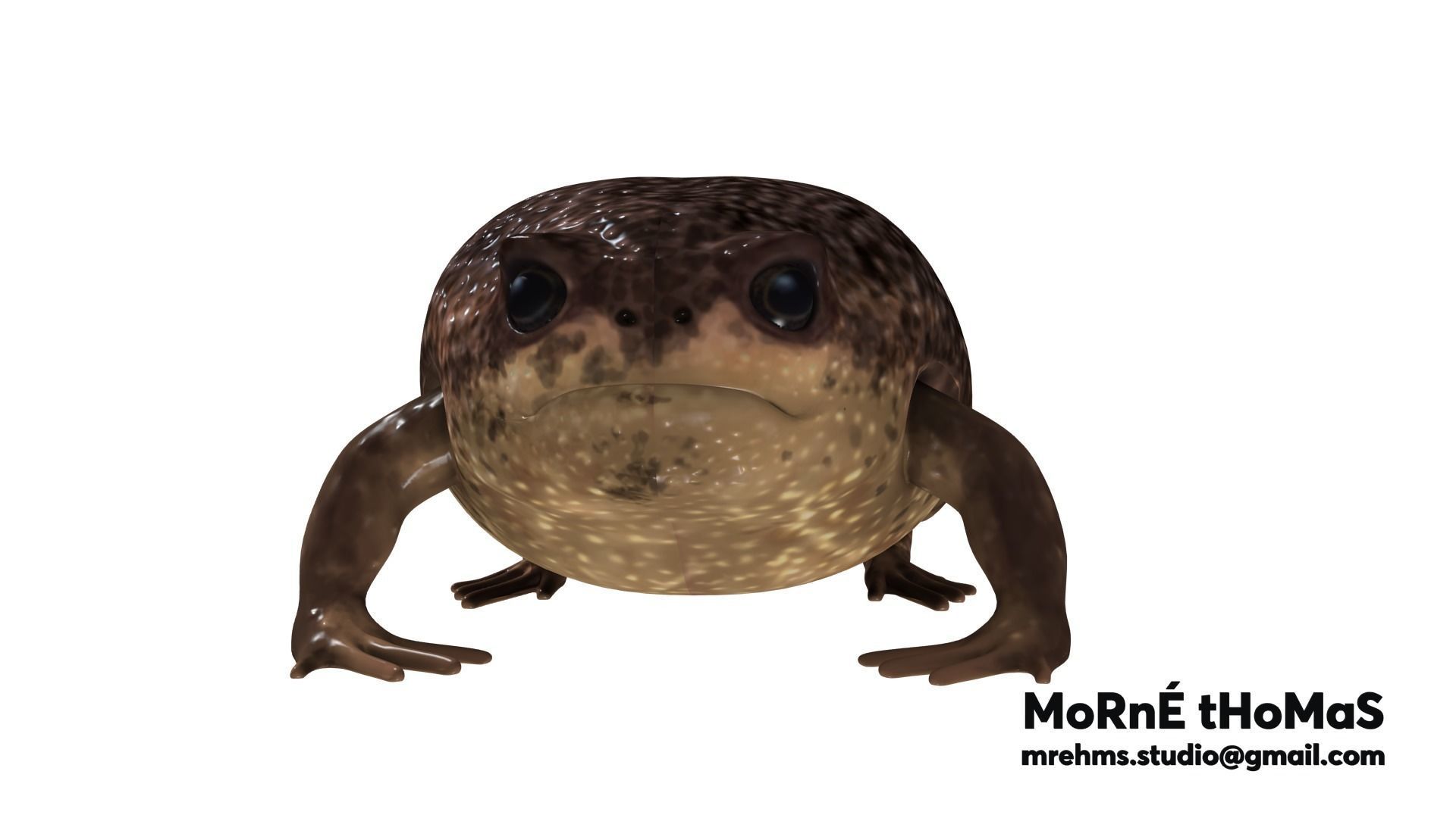 Cape Rain Frog Free 3D model_3