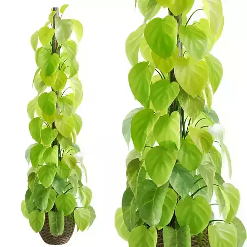 Epipremnum aureum 01