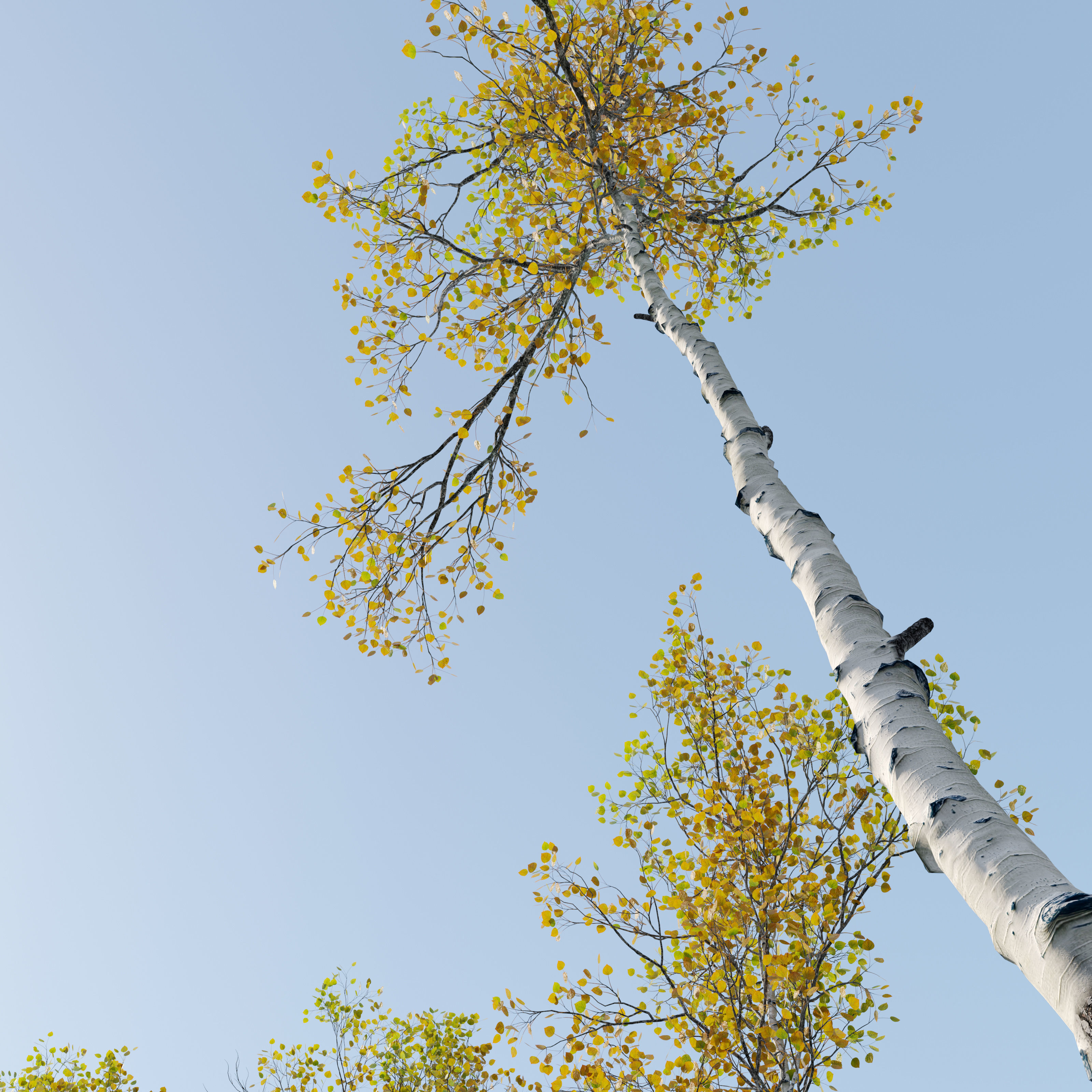 Aspen trees set 03 3D model_1