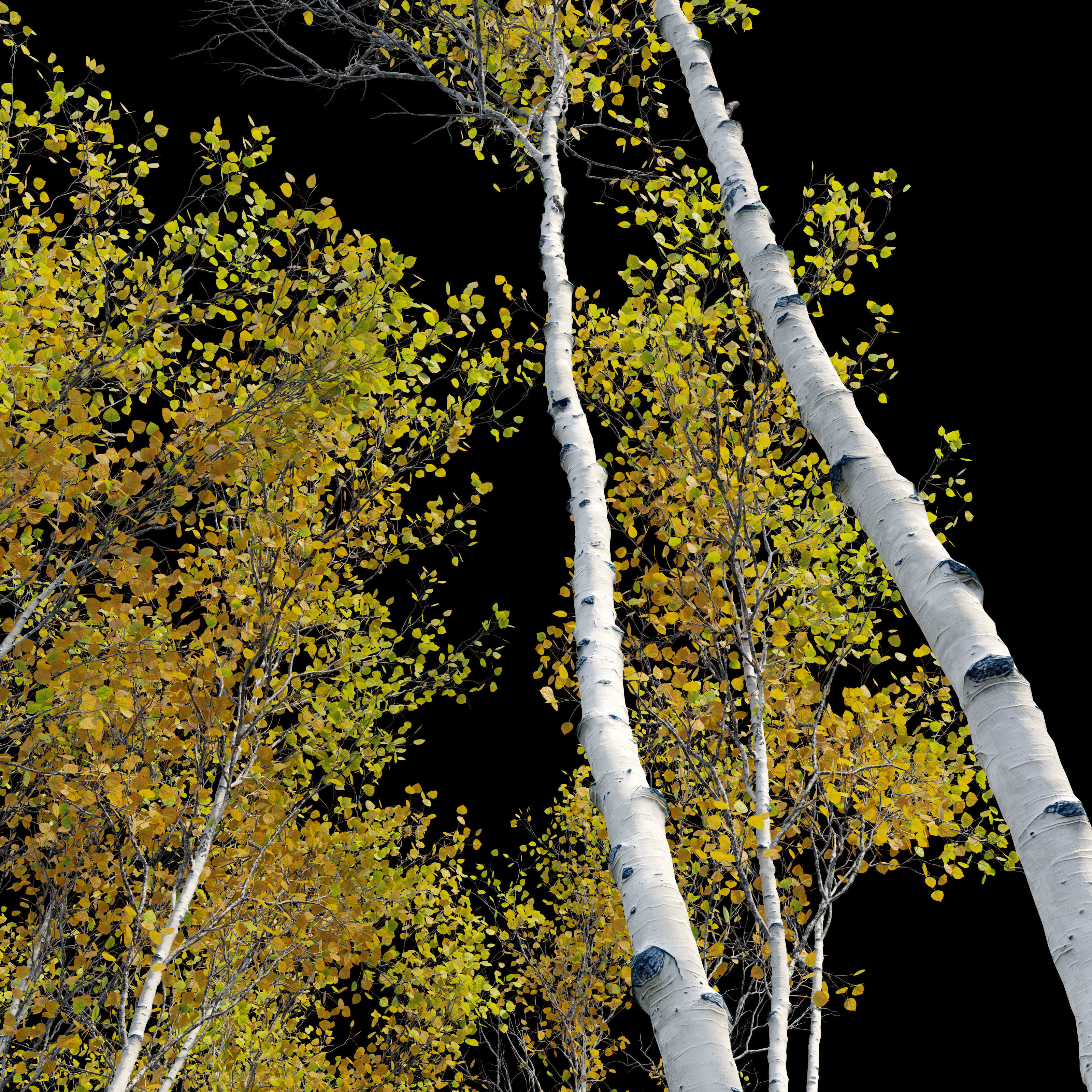 Aspen trees set 03 3D model_3