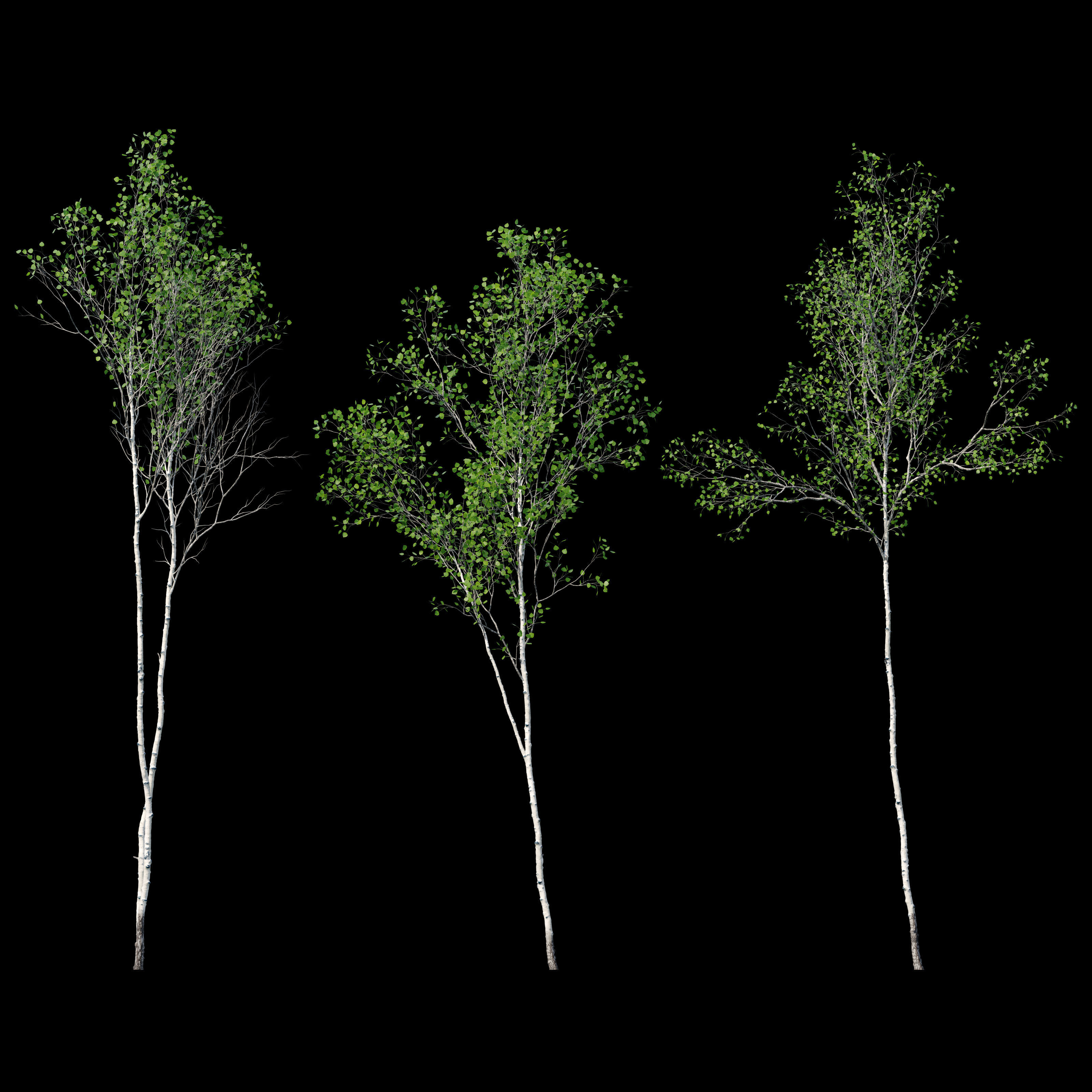 Aspen trees set 03 3D model_6
