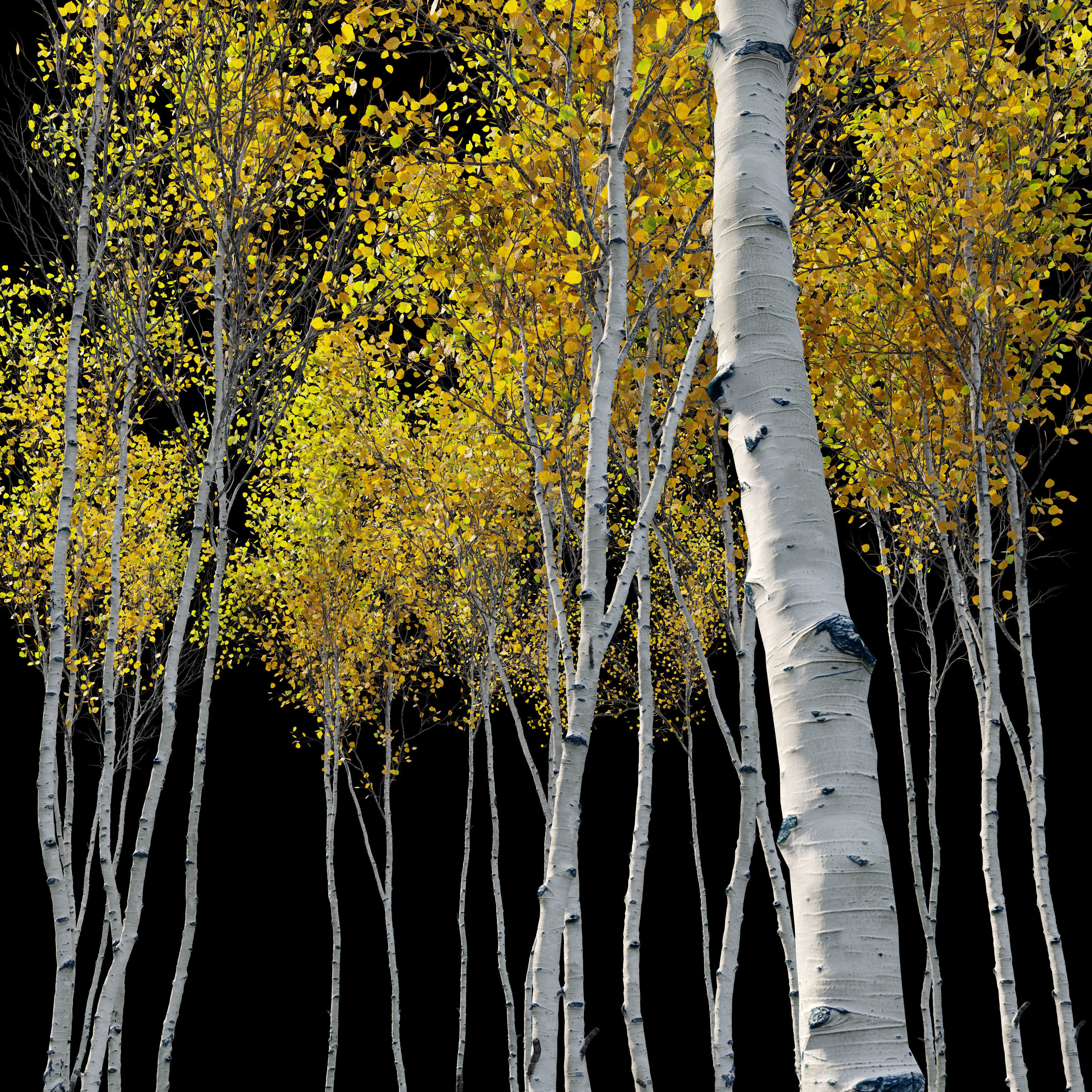 Aspen trees set 03 3D model_2