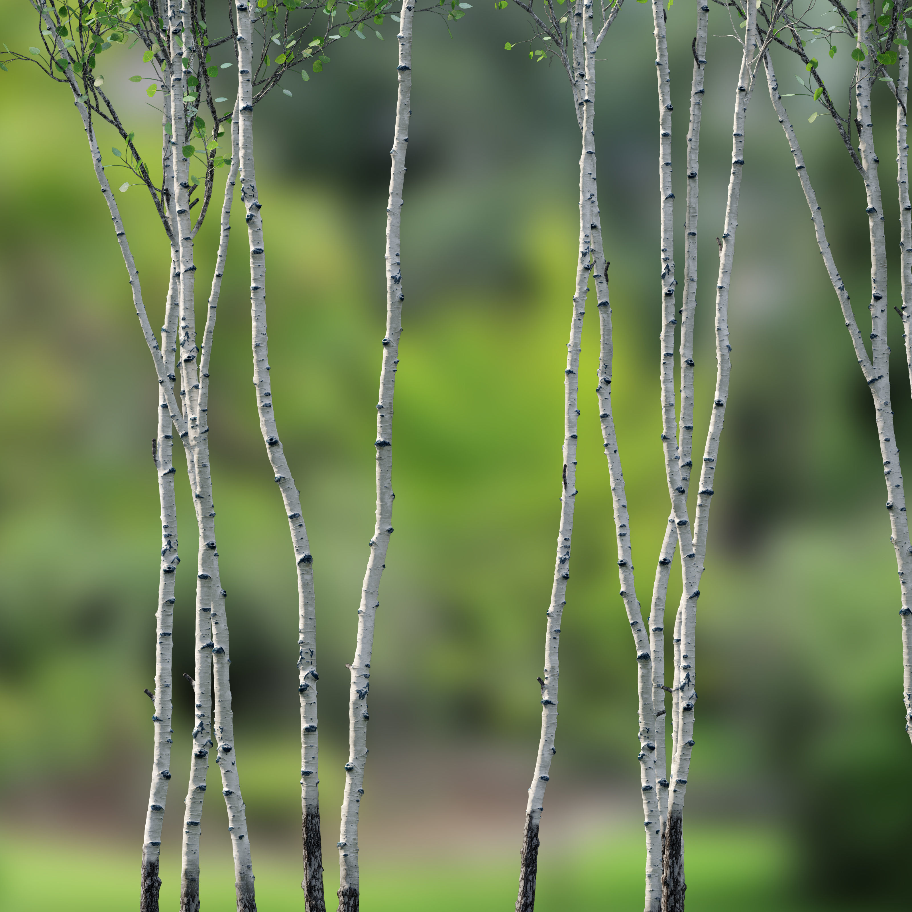 Aspen trees set 03 3D model_5