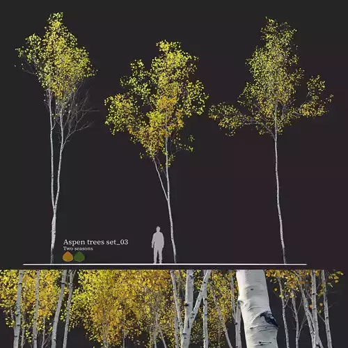 Aspen trees set 03 3D model Aspen trees set 03 3D model