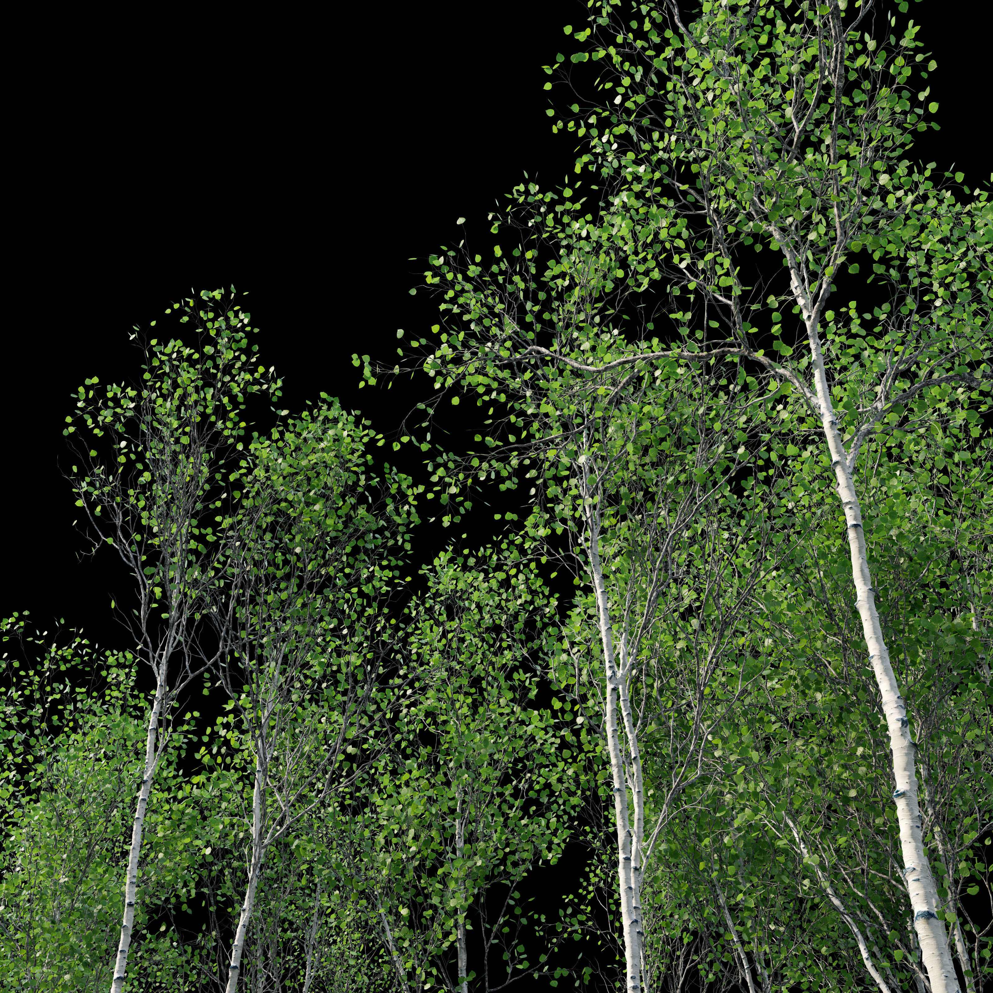 Aspen trees set 03 3D model_4