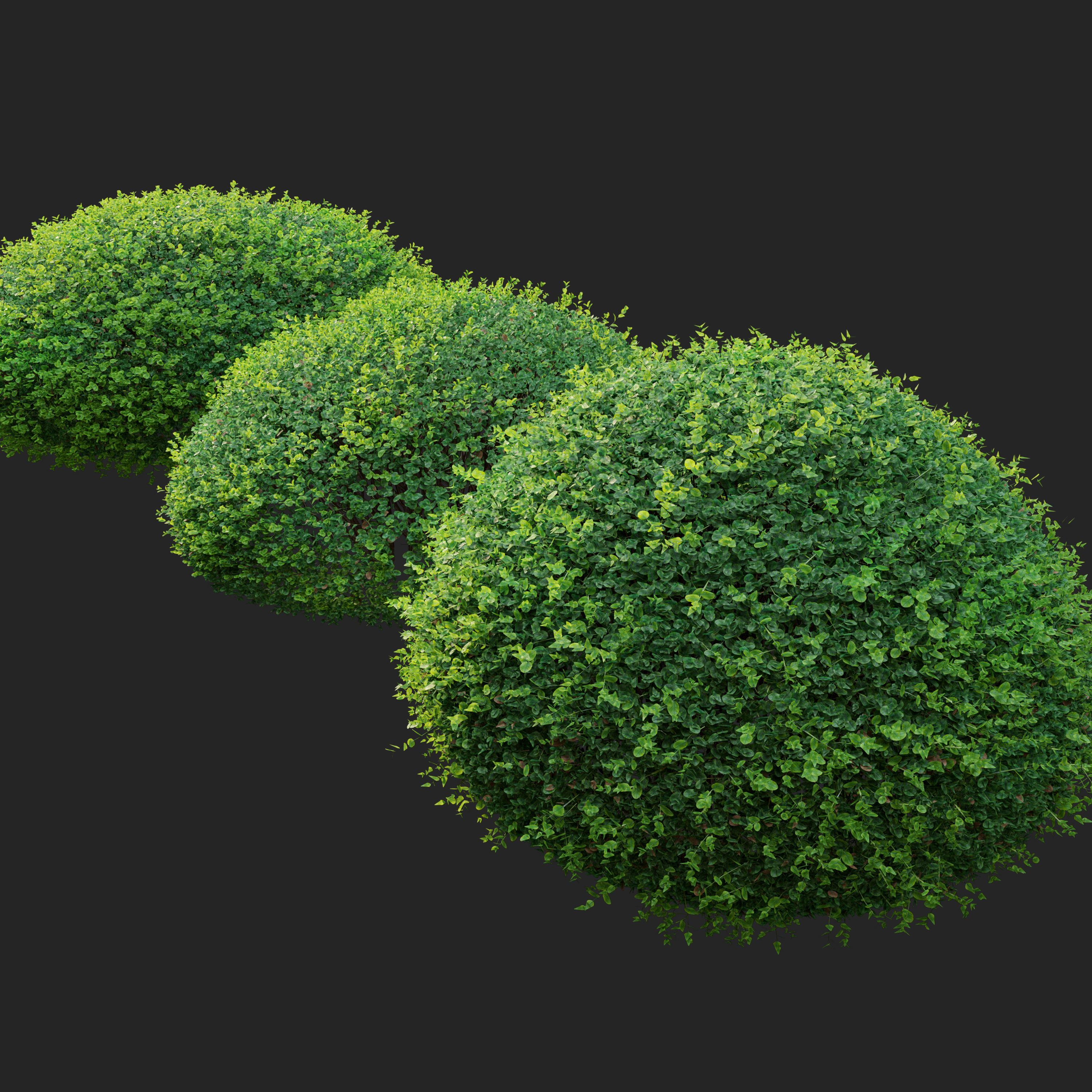 Boxwood 02 3D model_4