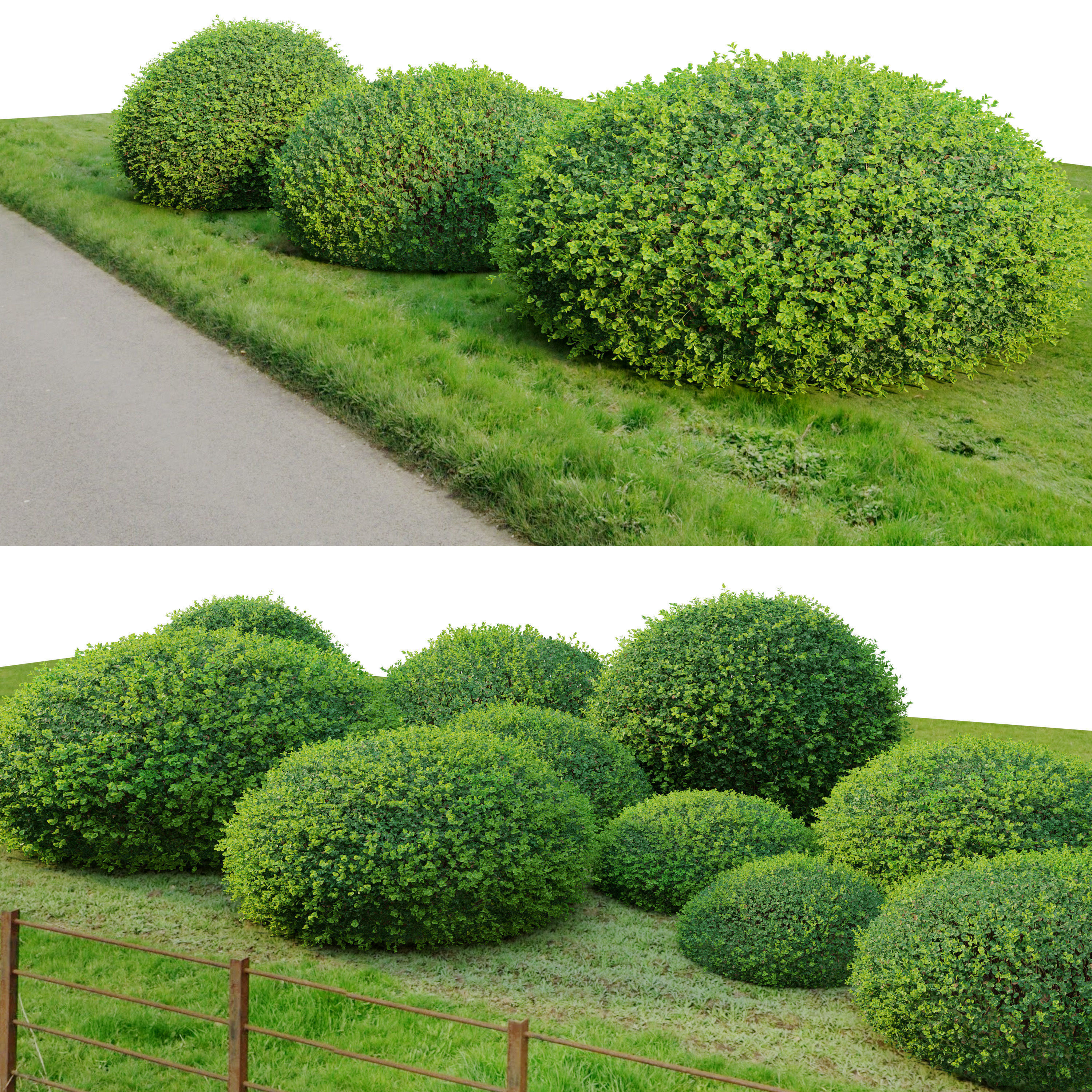 Boxwood 02 3D model_1