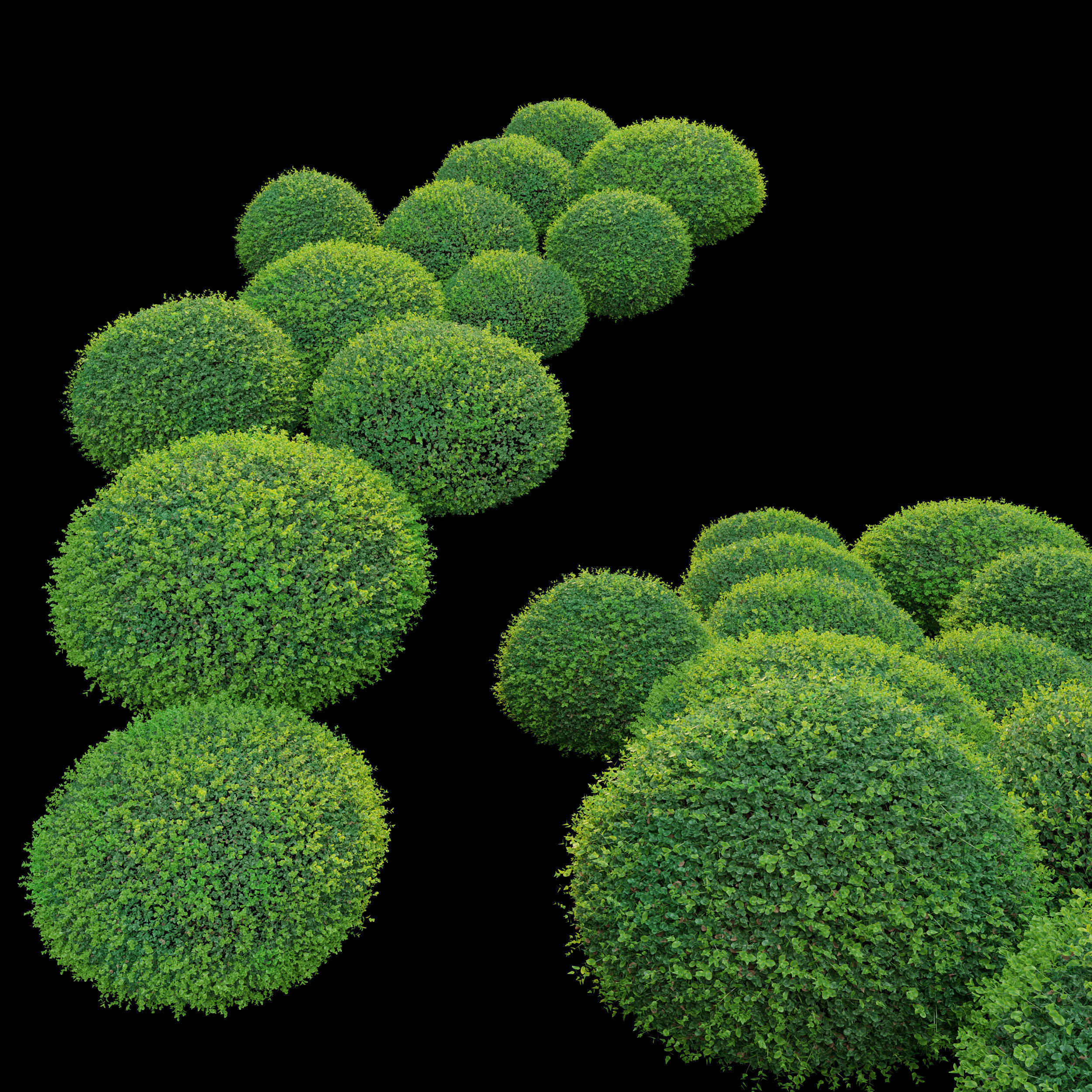 Boxwood 02 3D model_3