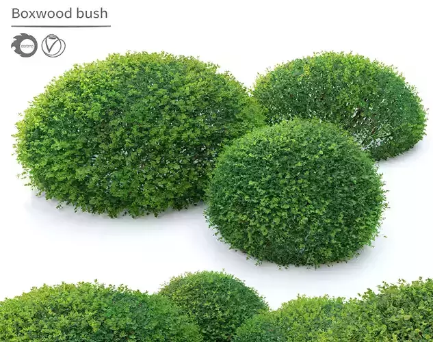 Boxwood 02 3D model