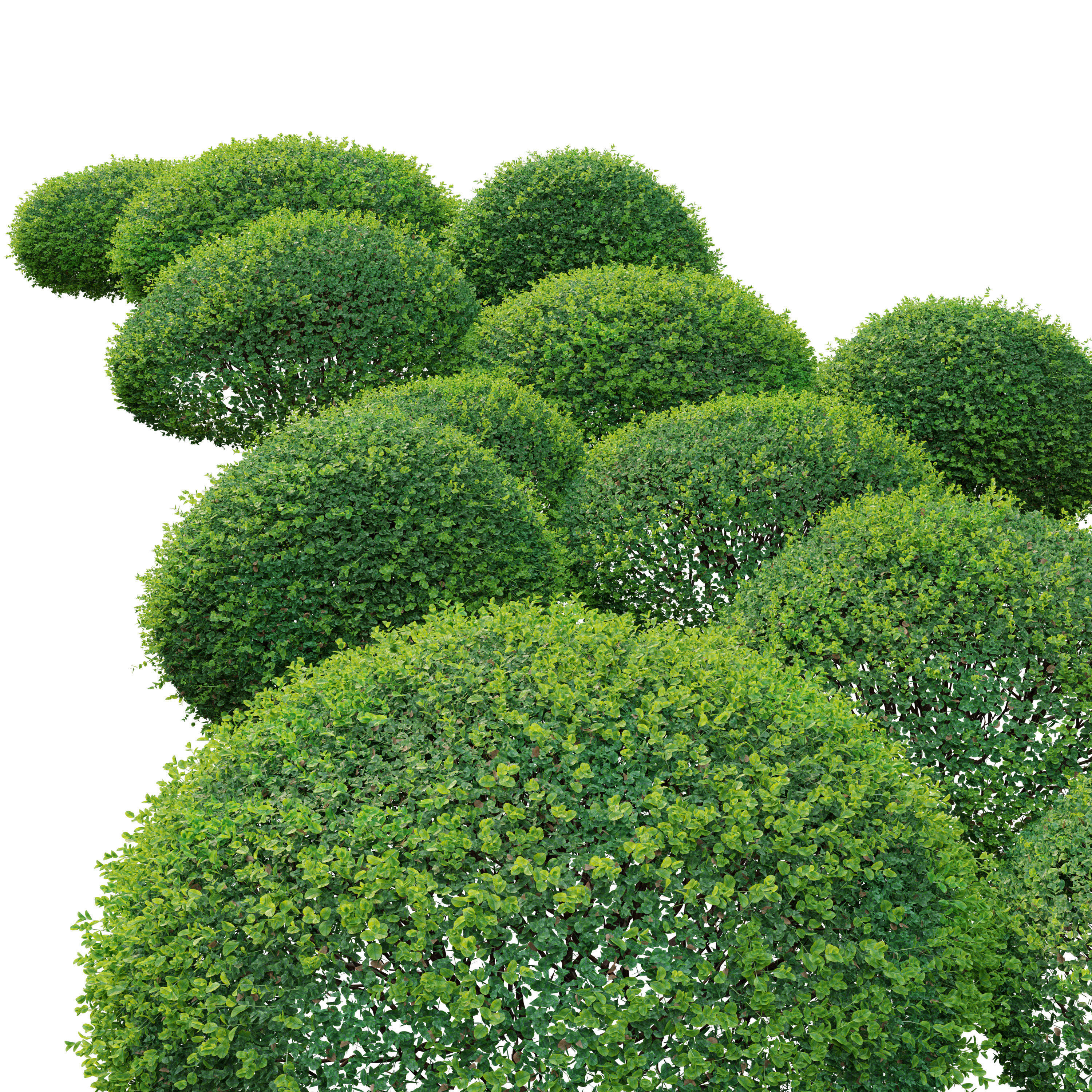 Boxwood 02 3D model_2