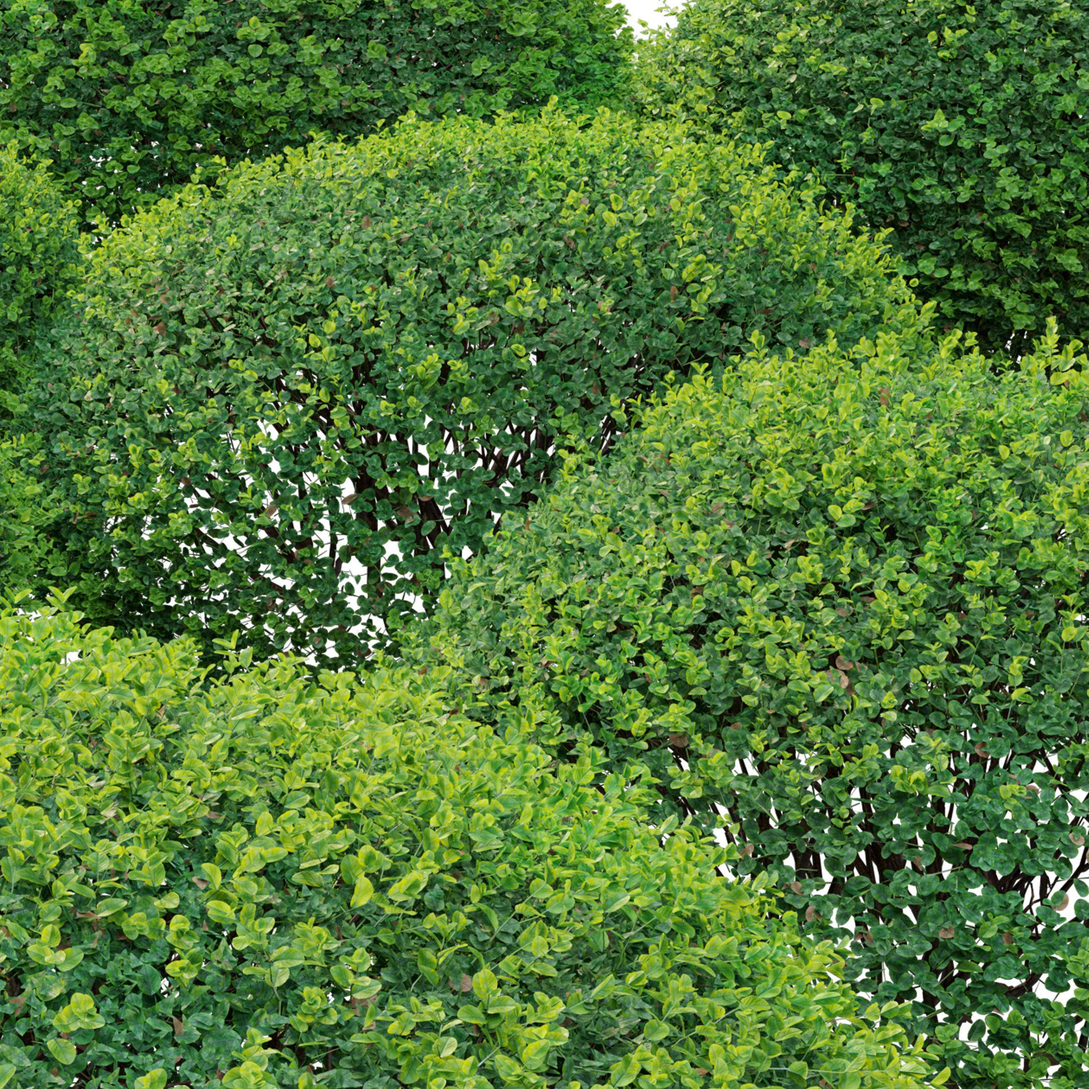 Boxwood 02 3D model_5